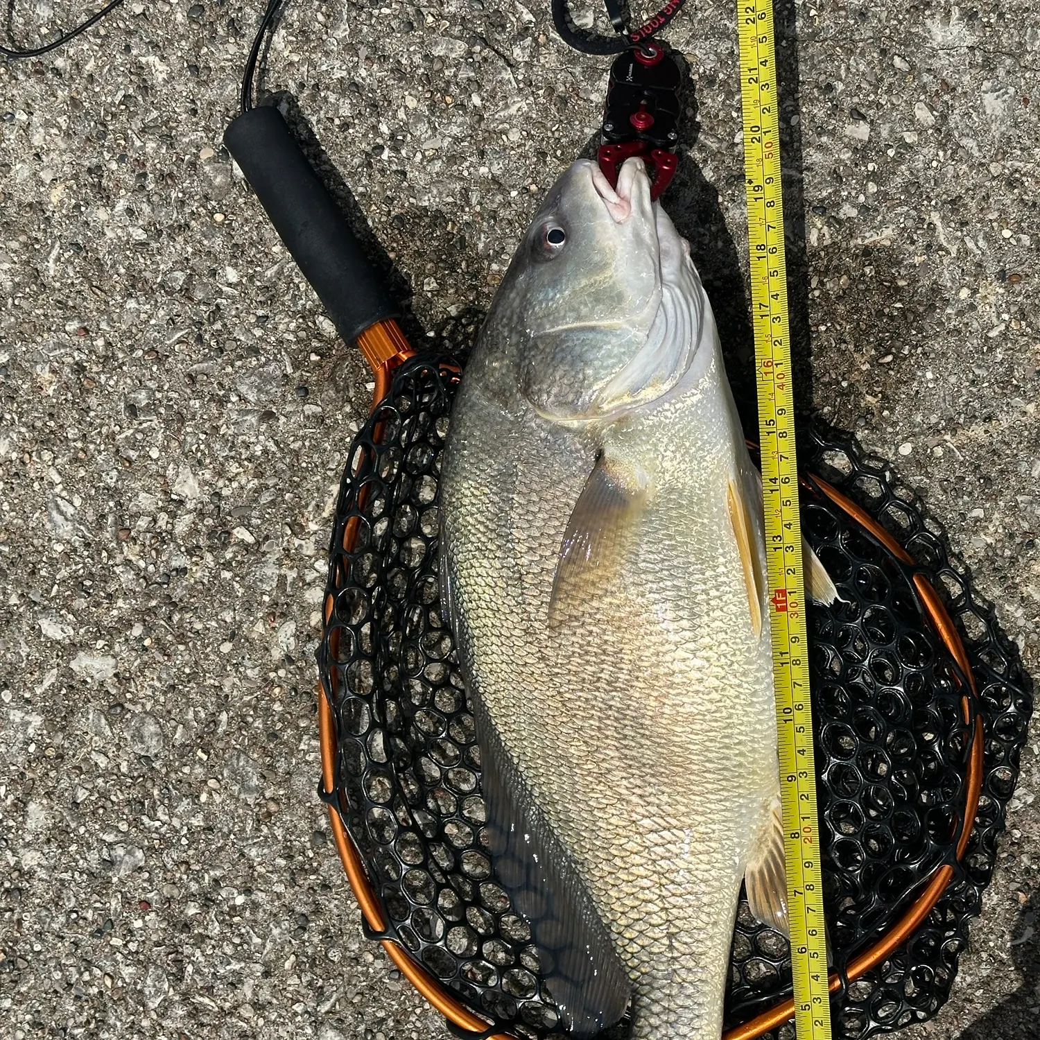 catch