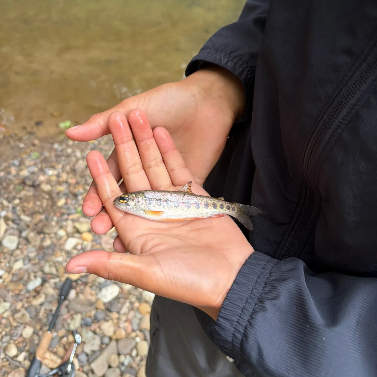 The most recent Great basin redband trout catches on Fishbrain