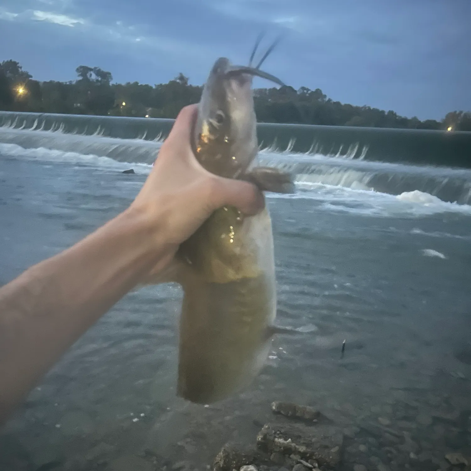 Channel catfish caught on Fishbrain