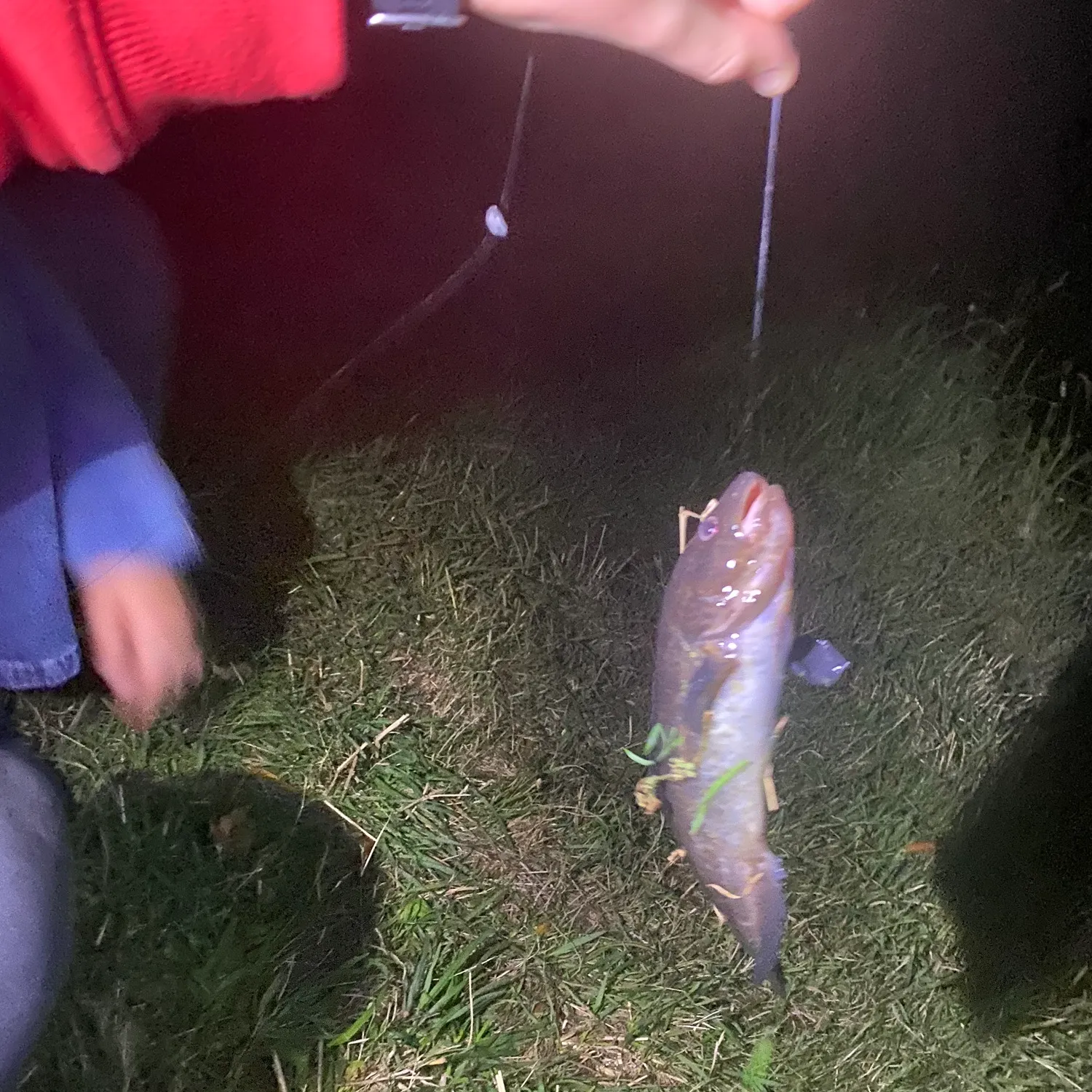 The most recent River blackfish catches on Fishbrain