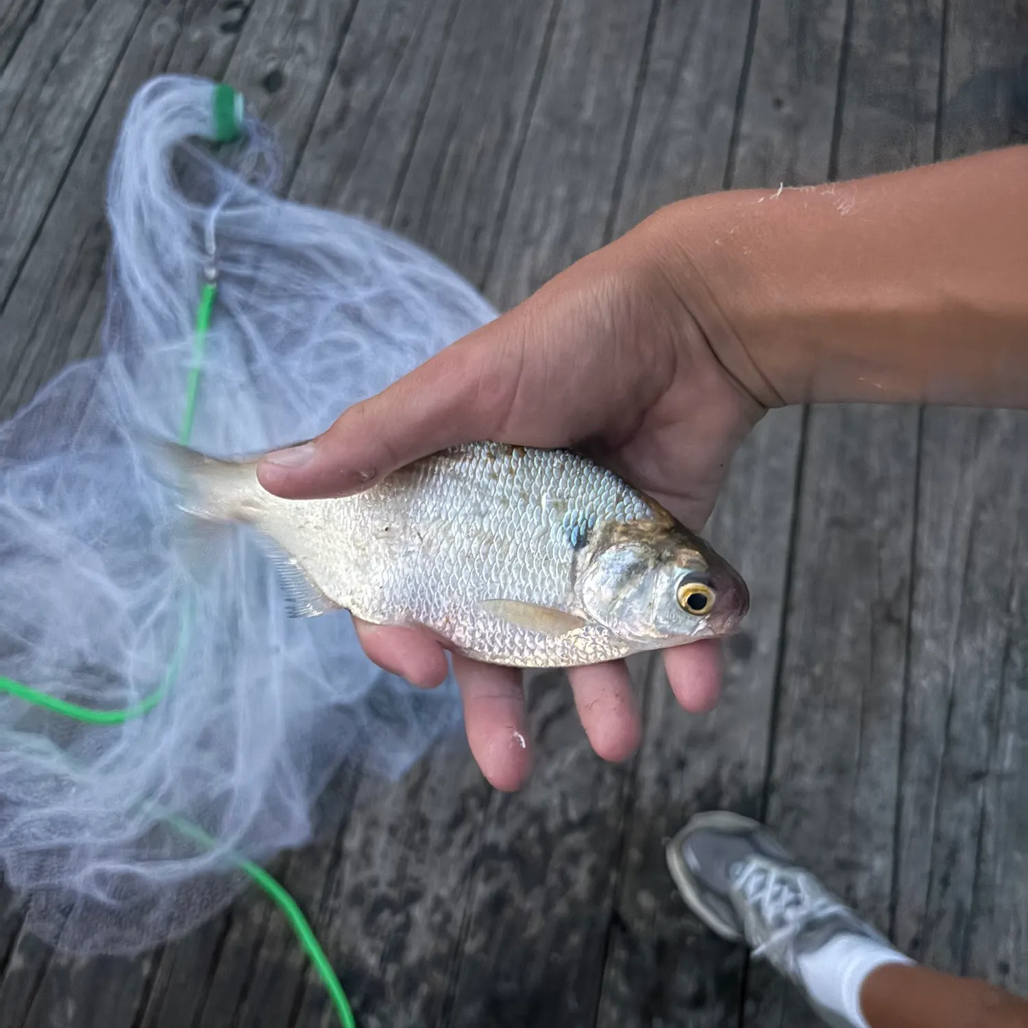 American gizzard shad caught on Fishbrain