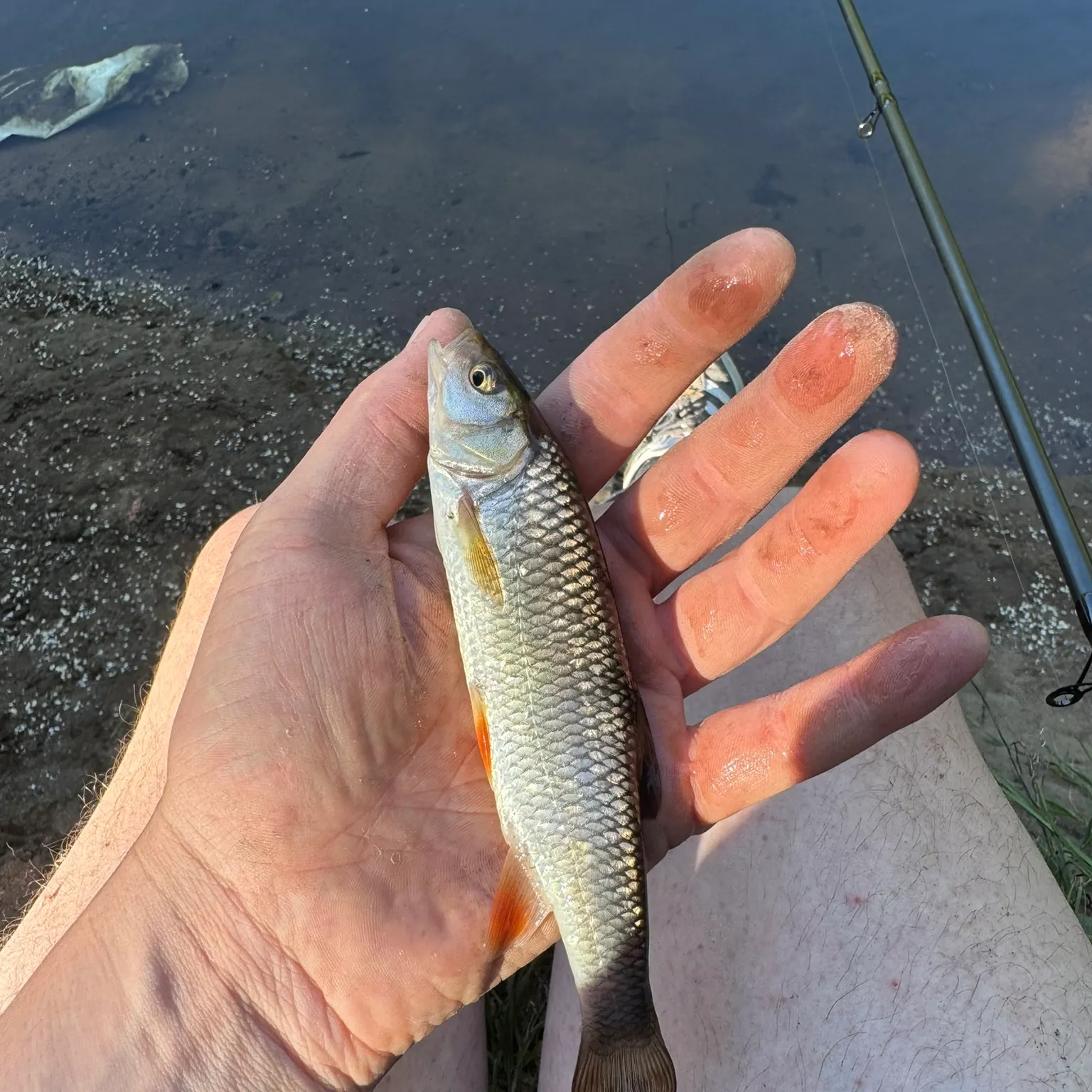 The most recent European chub catches on Fishbrain