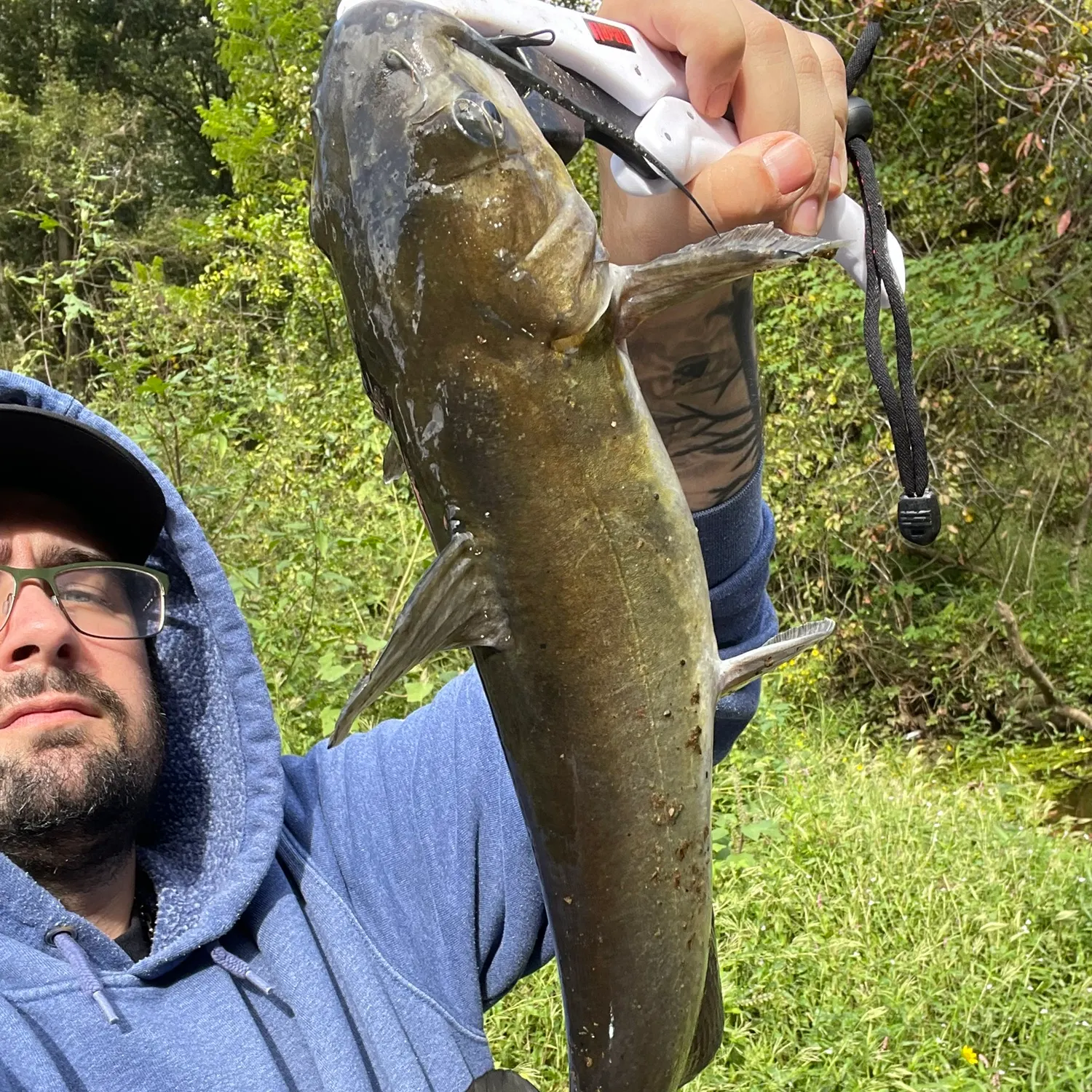 Channel catfish caught on Fishbrain