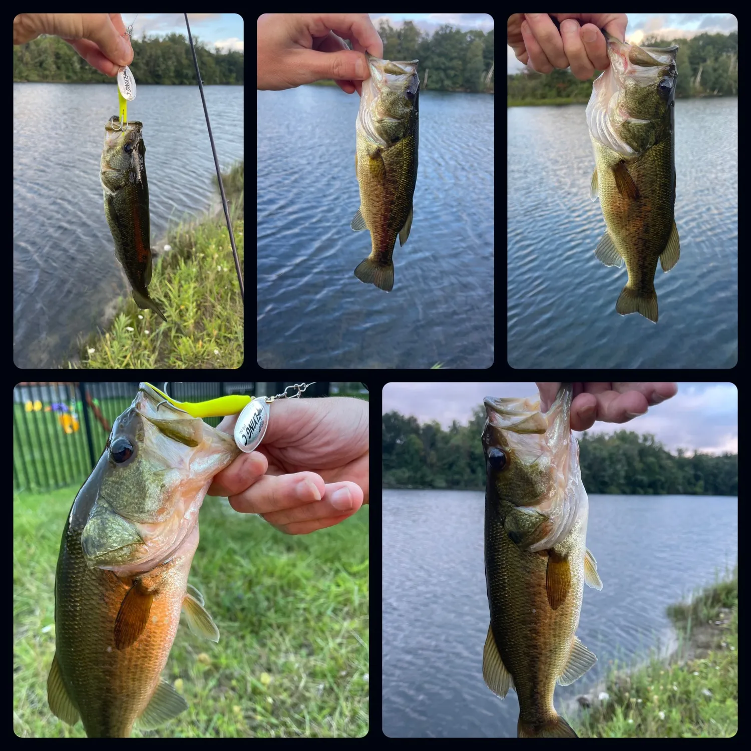 recently logged catches