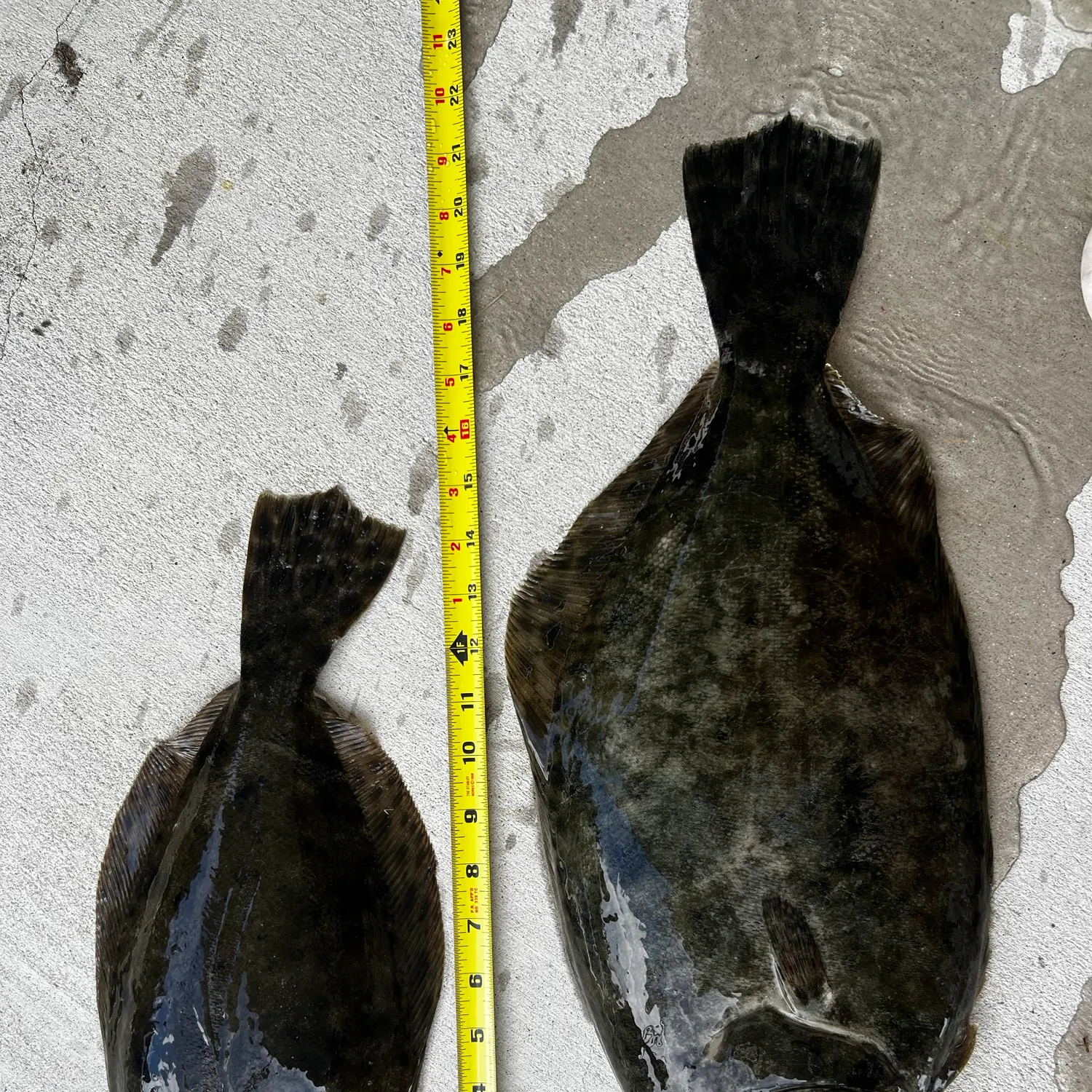 Summer flounder caught on Fishbrain