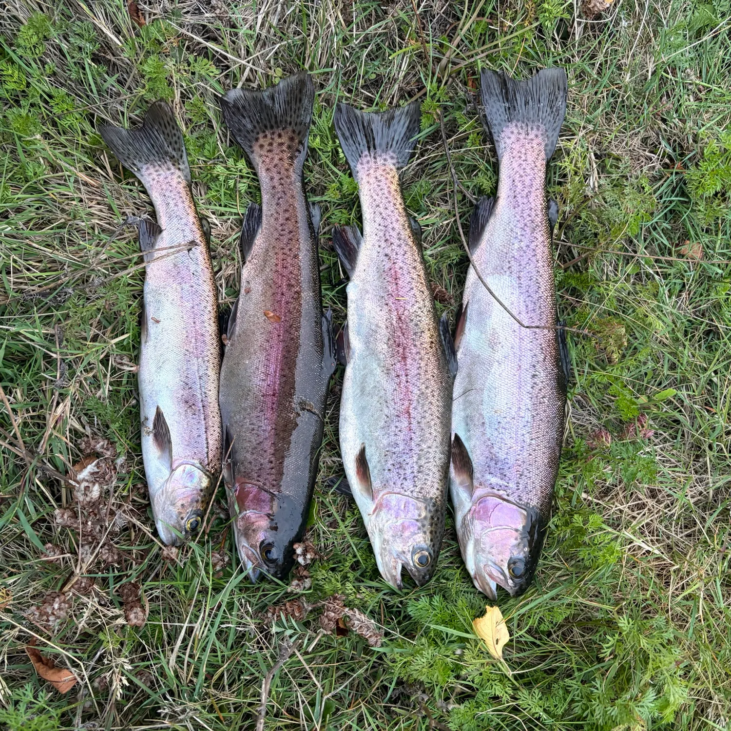 Rainbow trout caught on Fishbrain