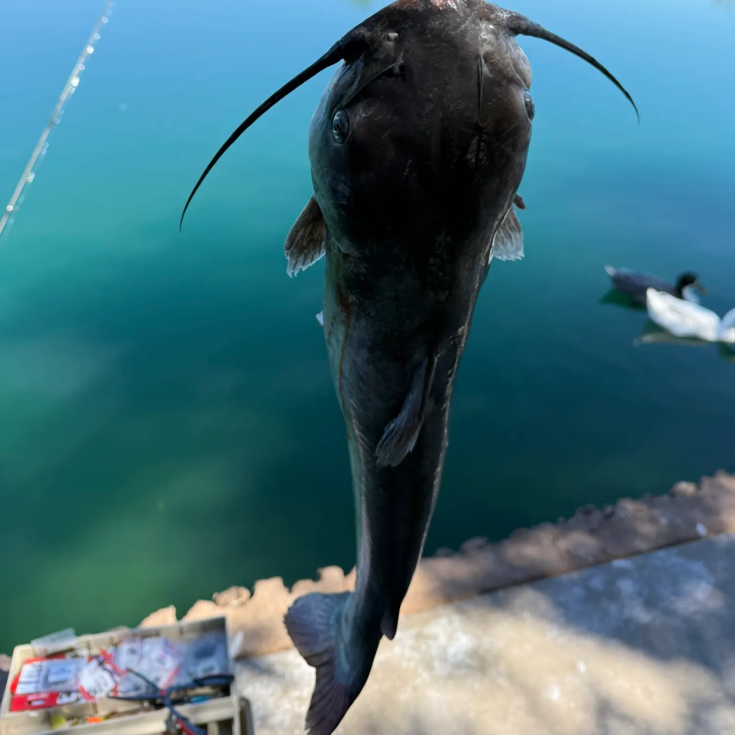Channel catfish caught on Fishbrain