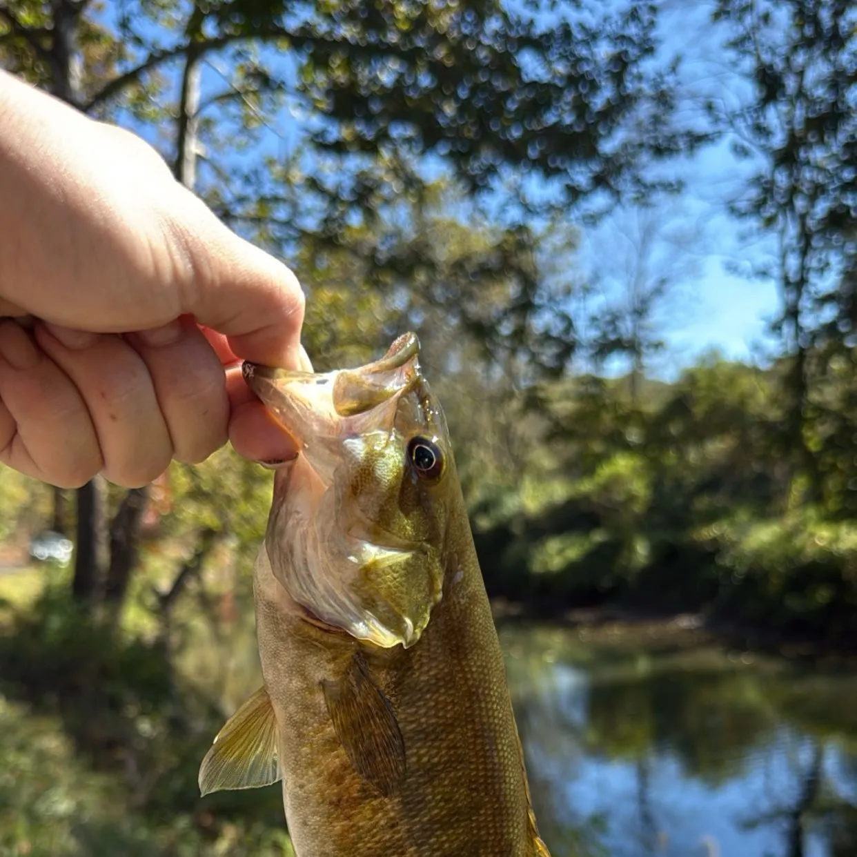 Smallmouth bass caught on Fishbrain