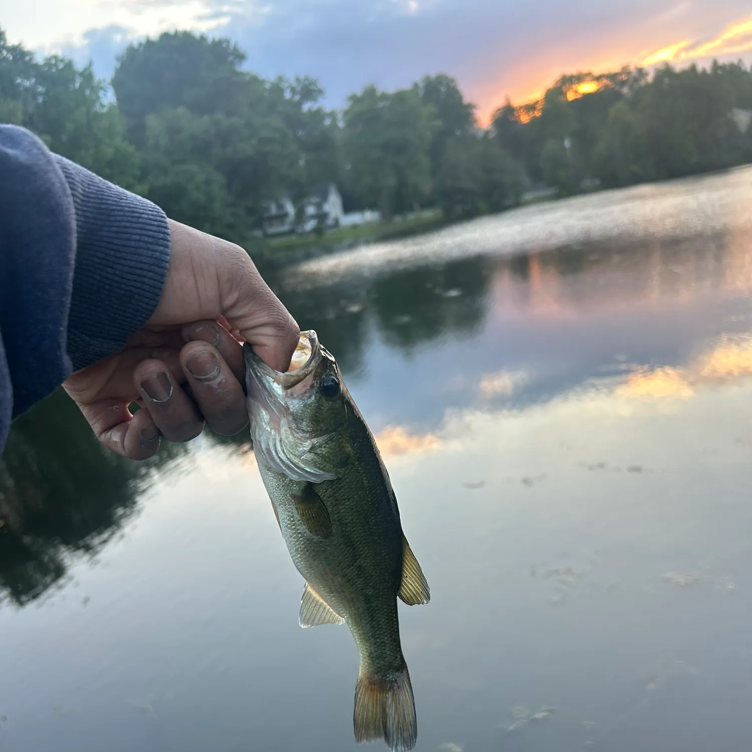 Largemouth bass caught on Fishbrain