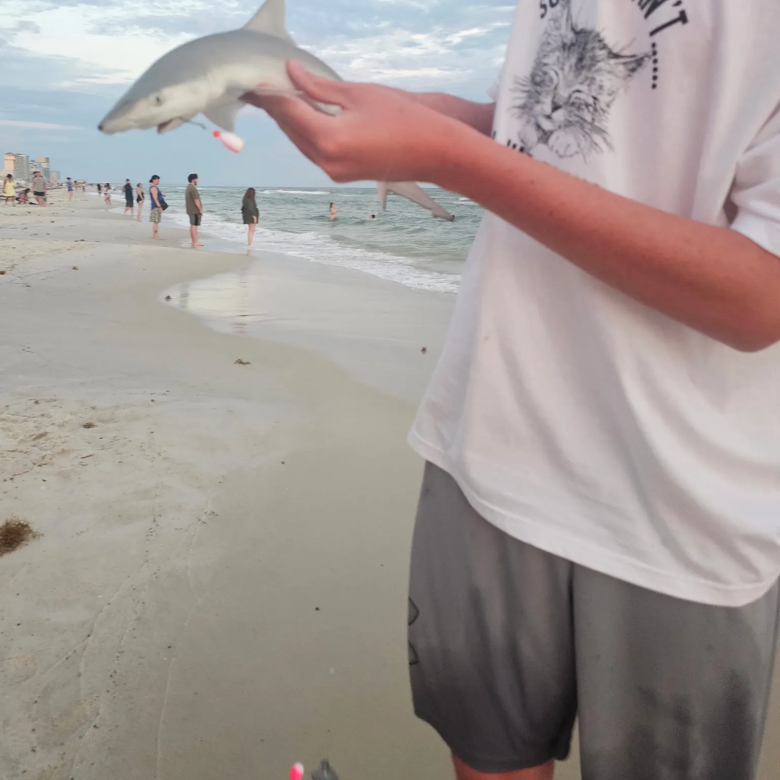 The most recent Blacknose shark catches on Fishbrain