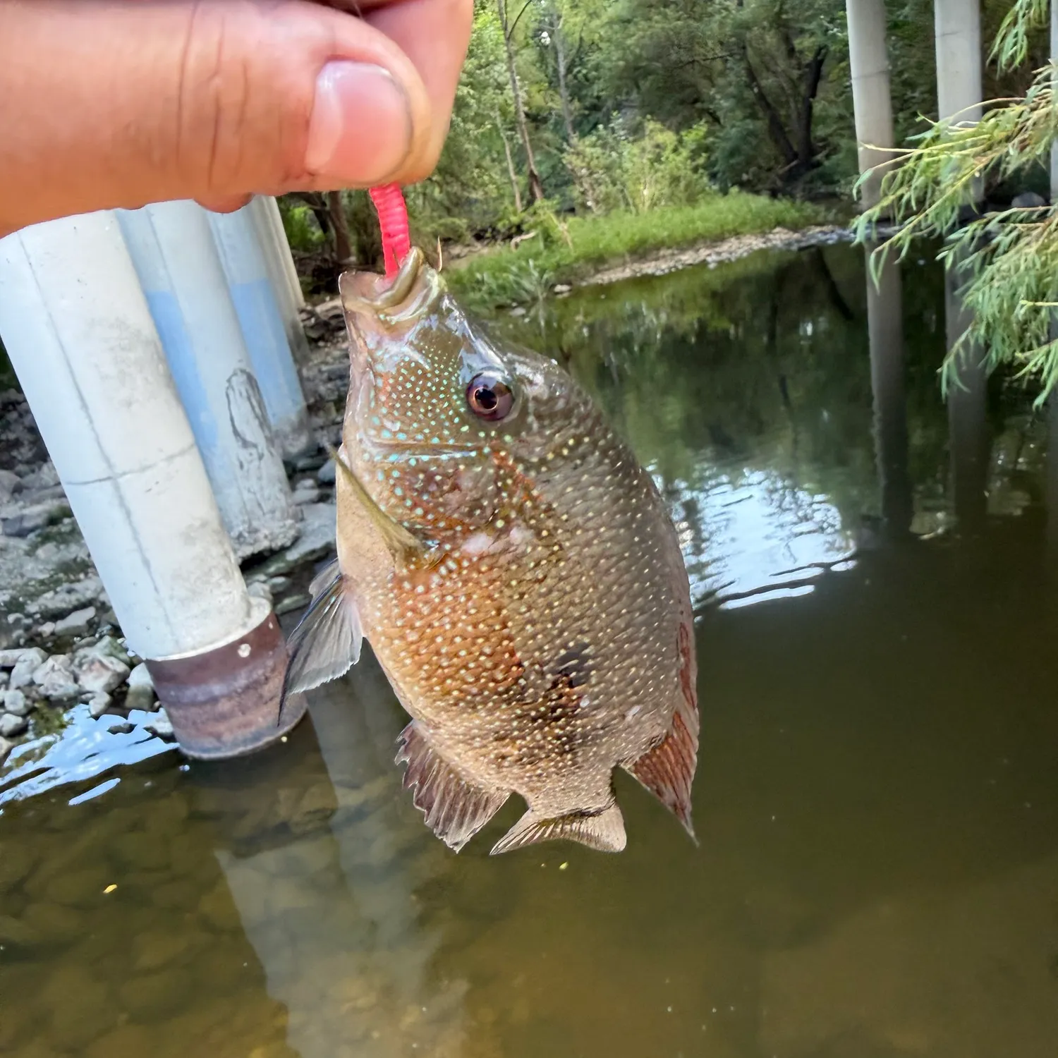 Rio Grande cichlid caught on Fishbrain