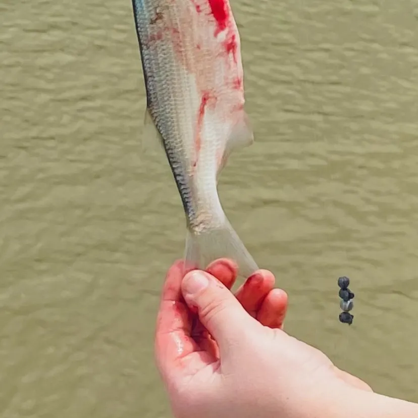 The most recent Mooneye catches on Fishbrain