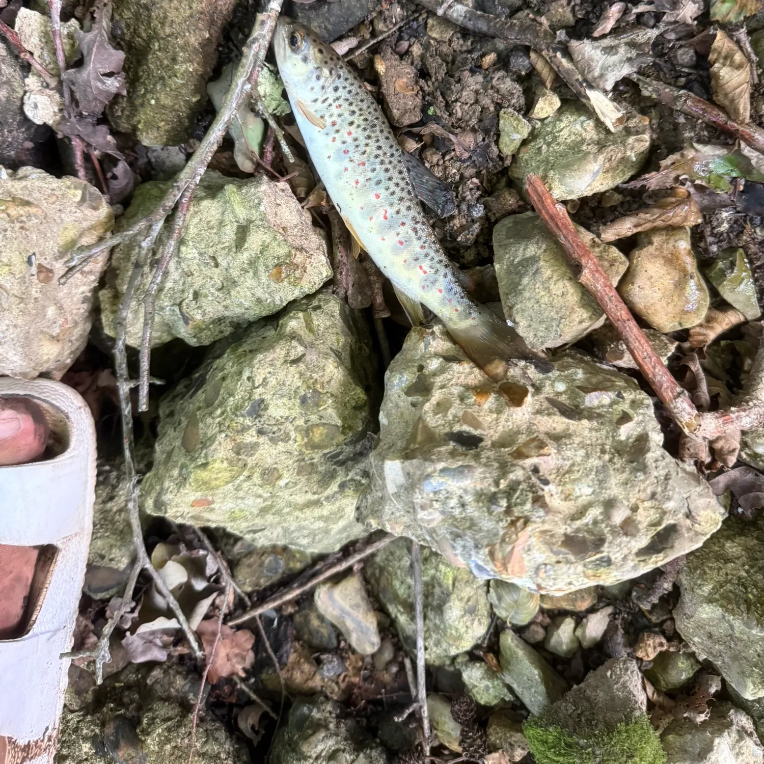 The most recent Lake trout catches on Fishbrain