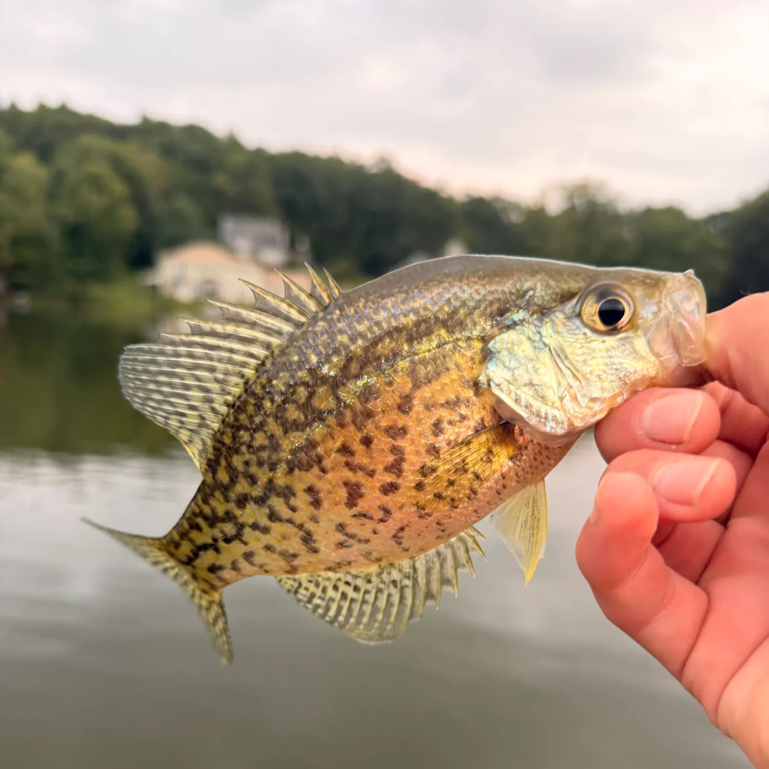 Black crappie caught on Fishbrain