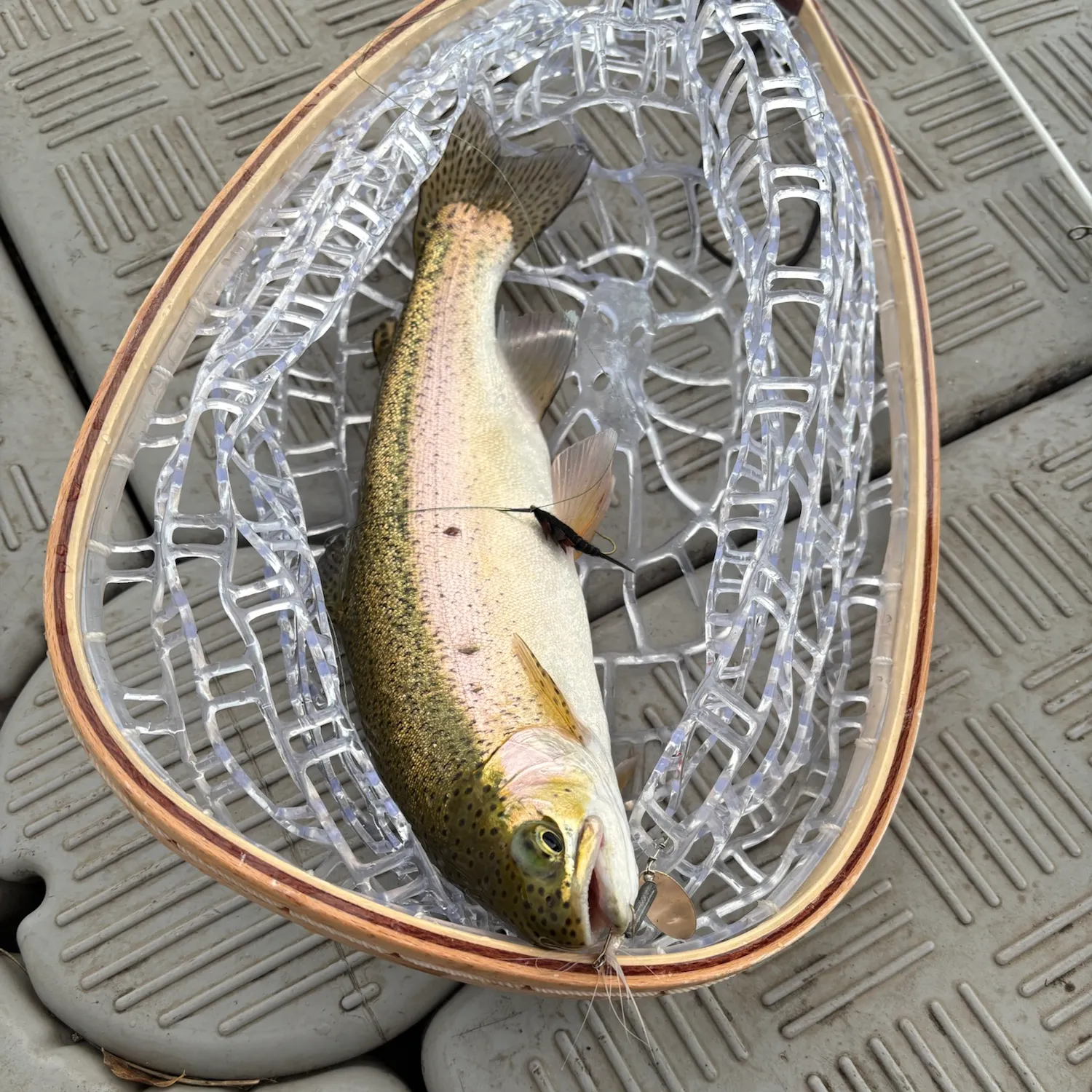 Rainbow trout caught on Fishbrain