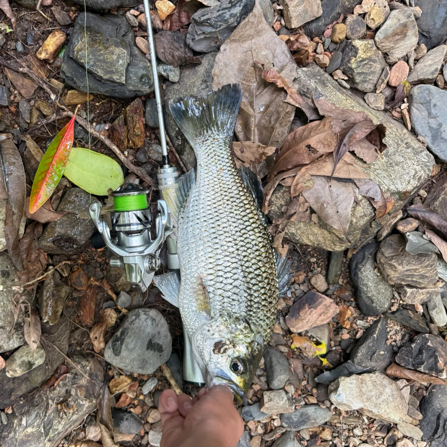 The most recent Rock flagtail catches on Fishbrain