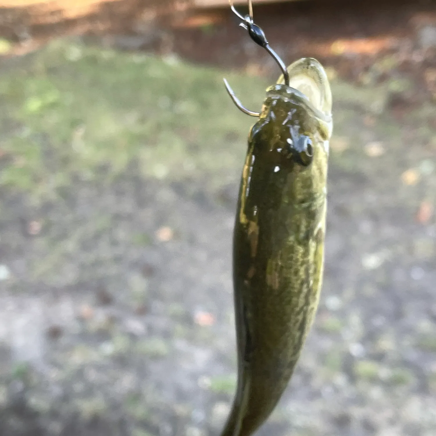 The most recent Burbot catches on Fishbrain
