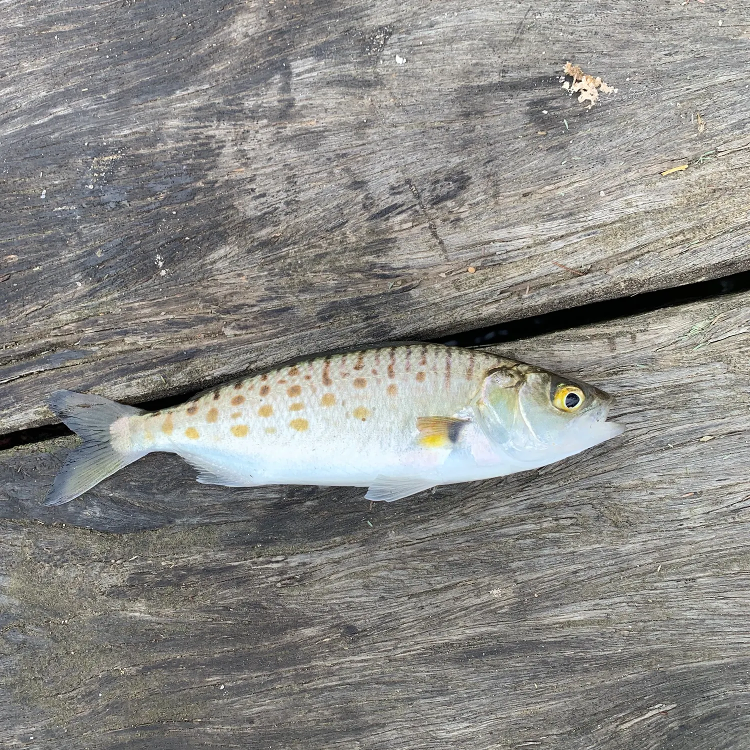 The most recent Eastern Australian salmon catches on Fishbrain