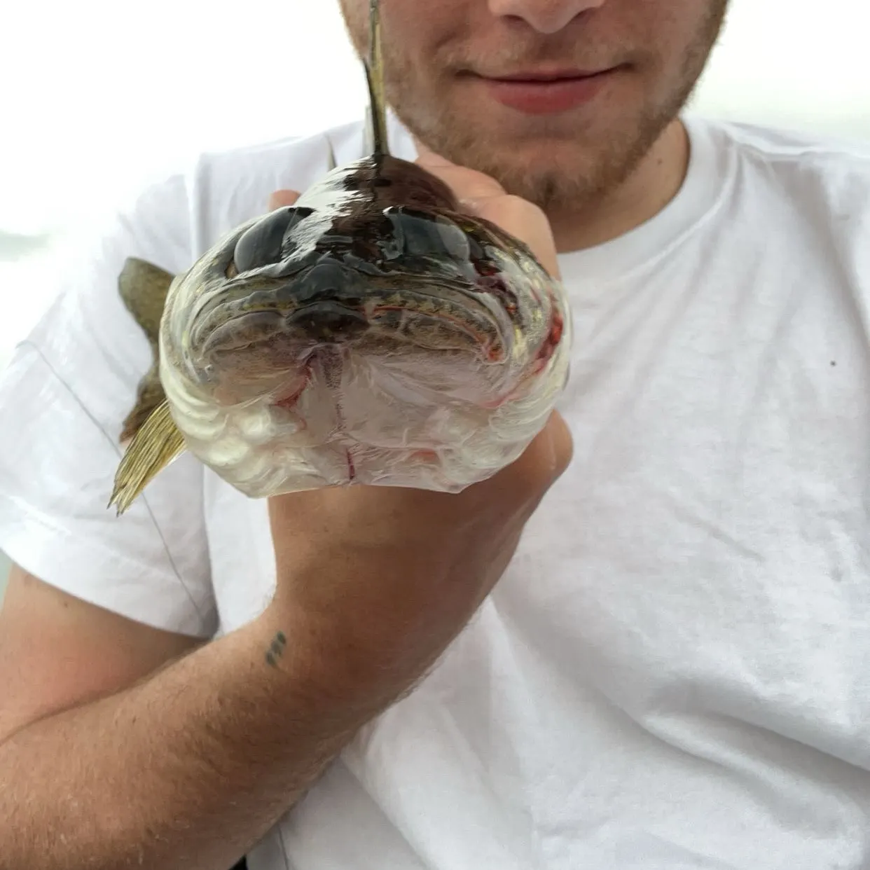 The most recent Walleye catches on Fishbrain