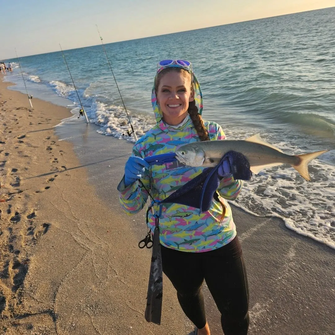 The most recent Bluefish catches on Fishbrain