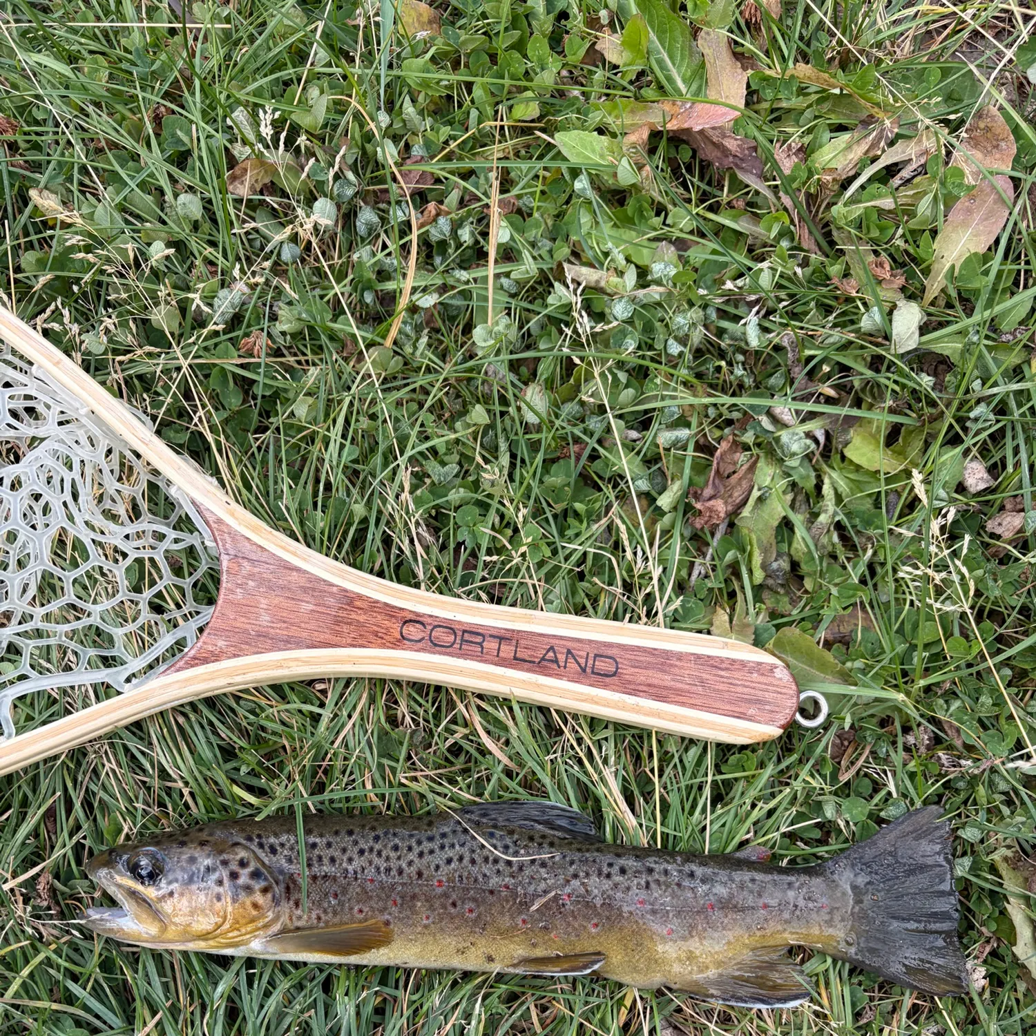Brown trout caught on Fishbrain