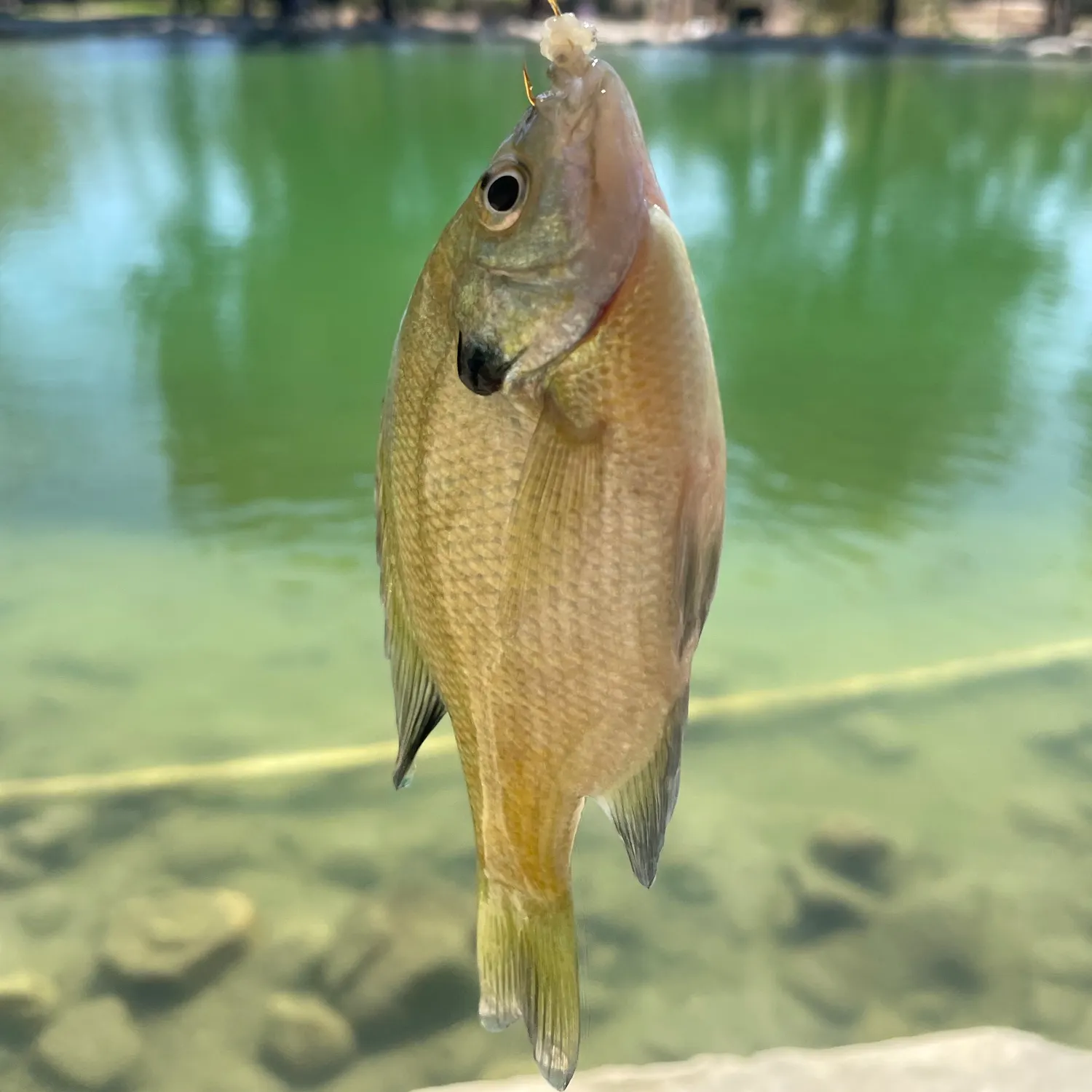 Bluegill caught on Fishbrain
