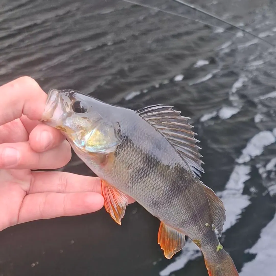 European perch caught on Fishbrain