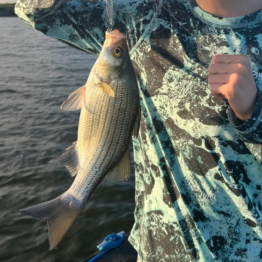 White bass caught on Fishbrain