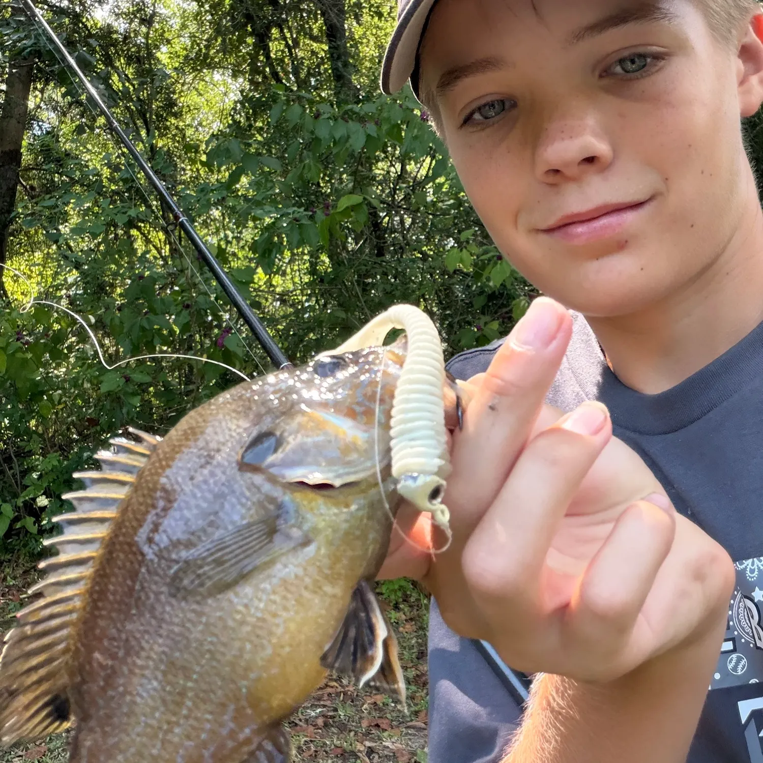 Greengill hybrid caught on Fishbrain
