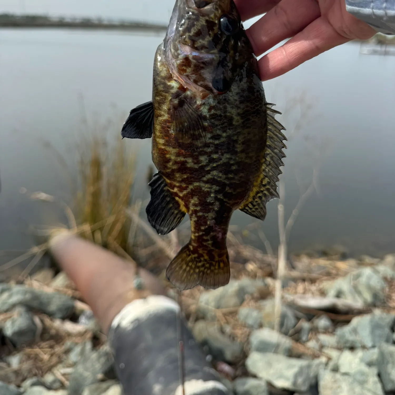 The most recent Warmouth catches on Fishbrain