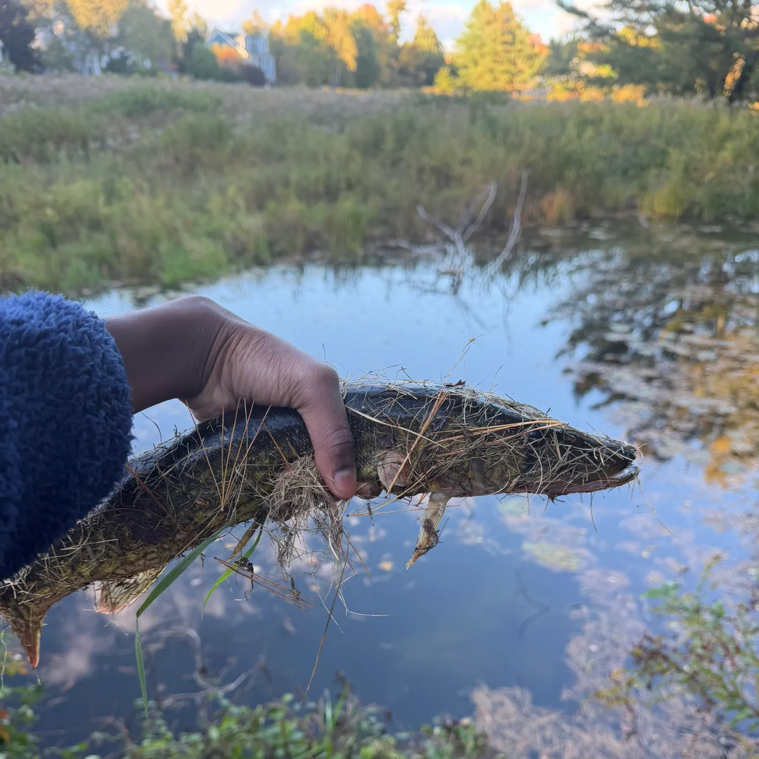 Chain pickerel caught on Fishbrain
