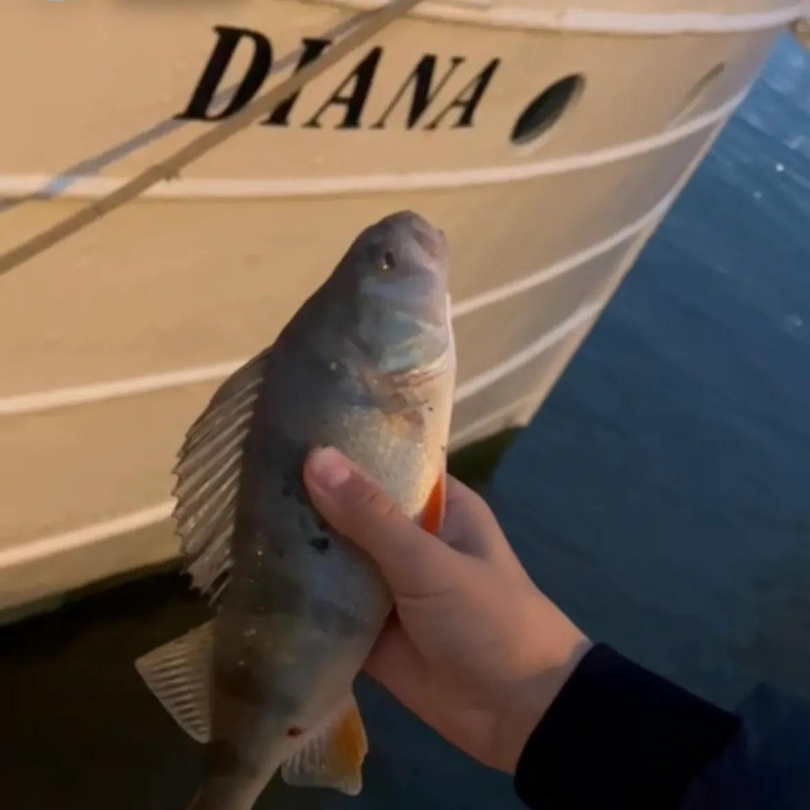 European perch caught on Fishbrain