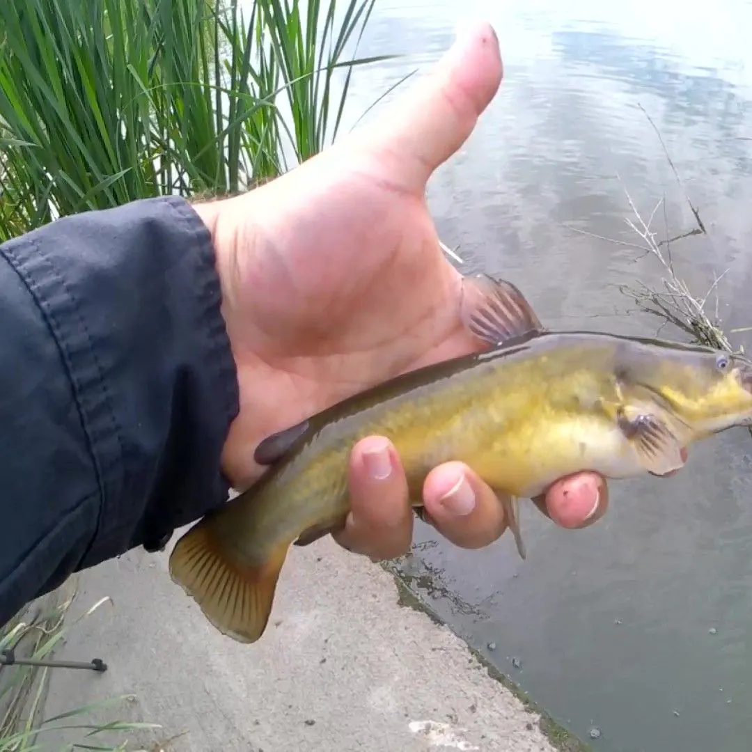 Black bullhead caught on Fishbrain