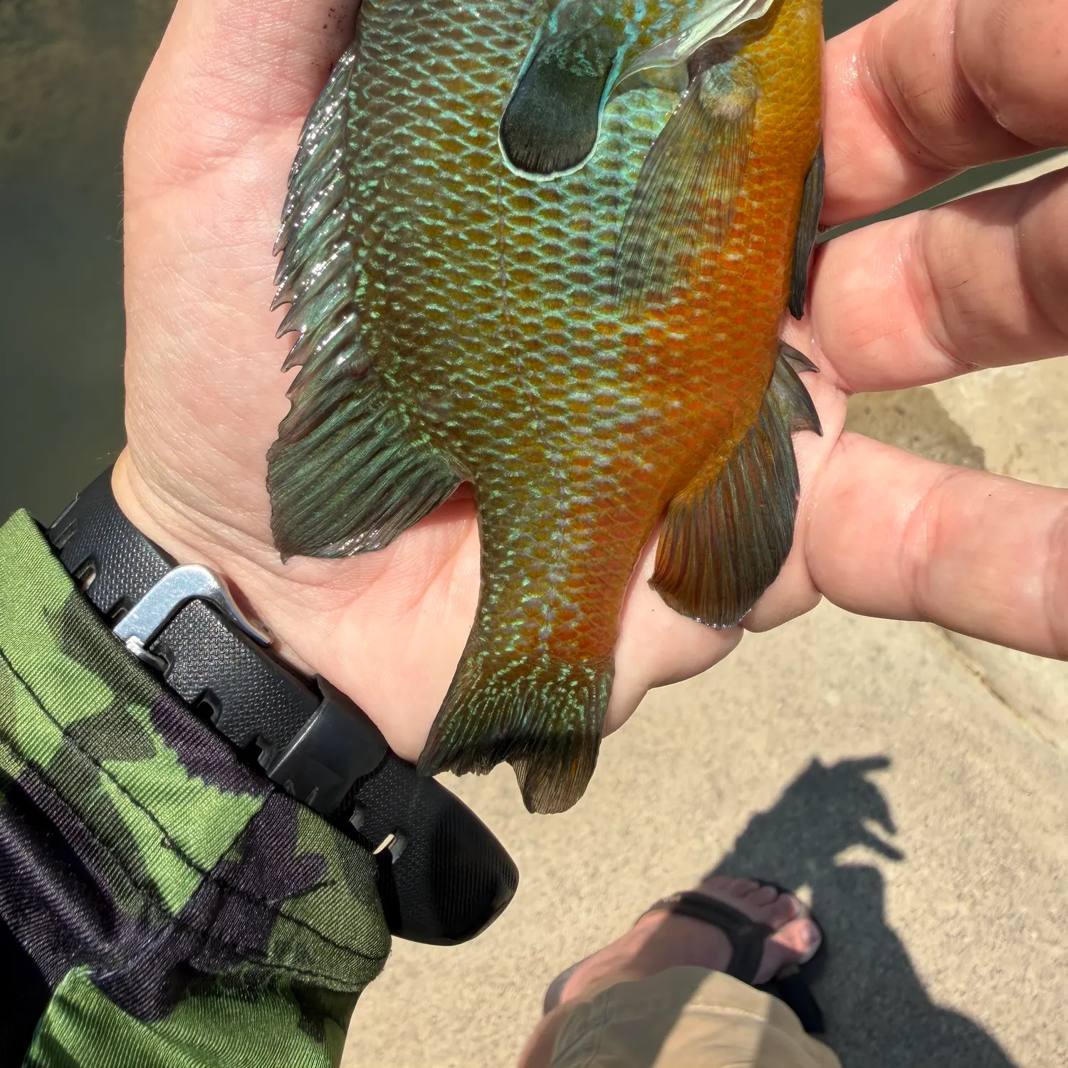 The most recent Longear sunfish catches on Fishbrain