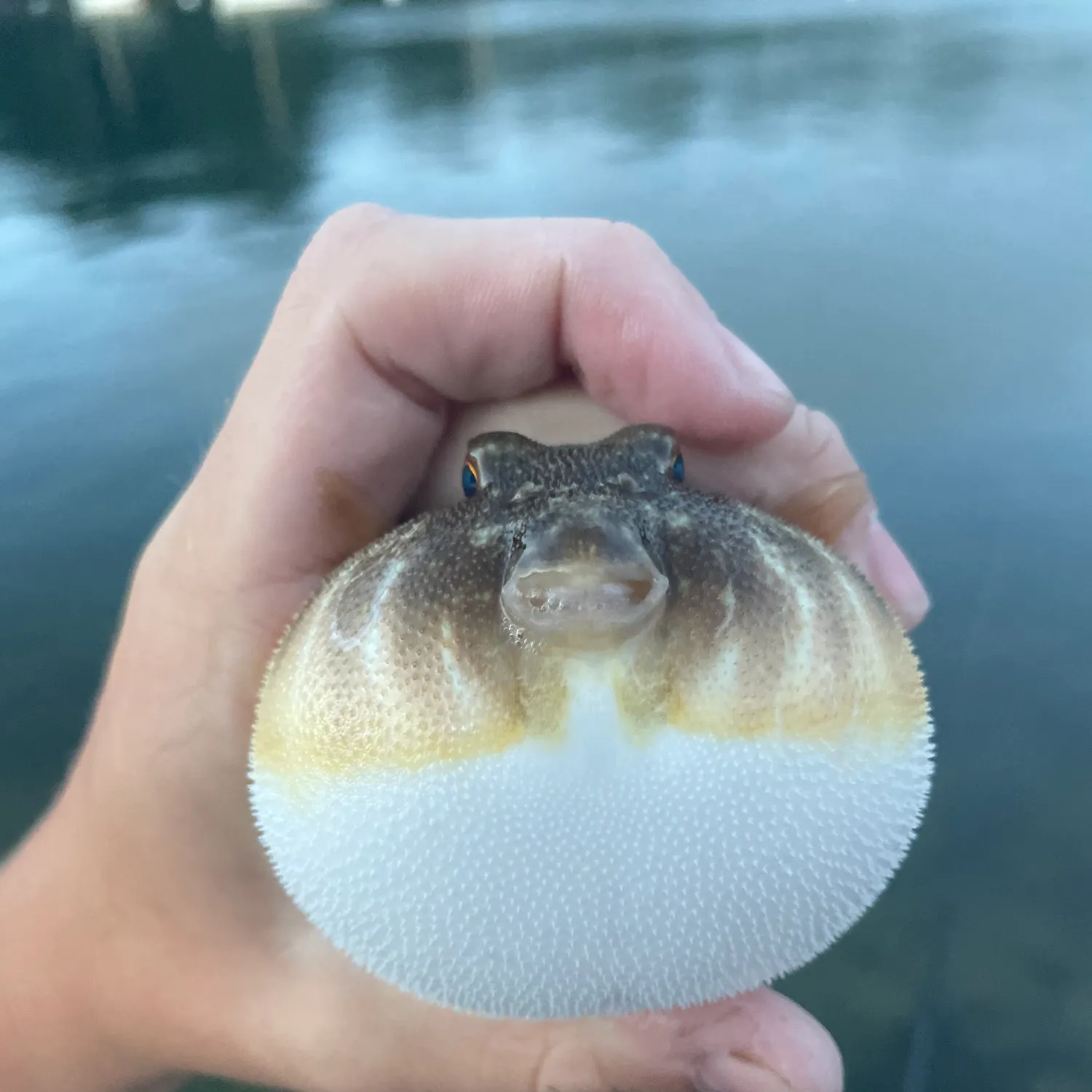 Northern puffer caught on Fishbrain