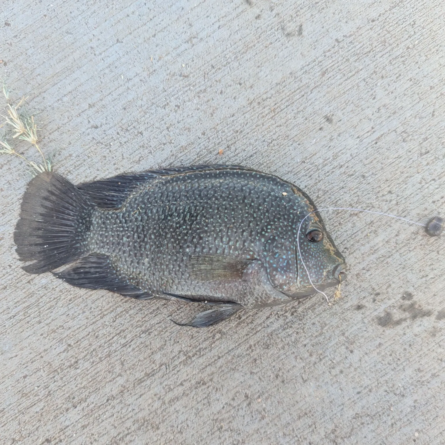 Rio Grande cichlid caught on Fishbrain