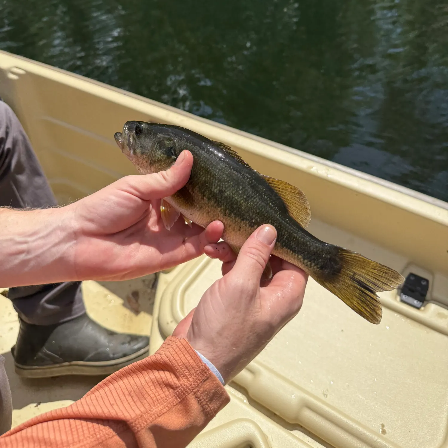 The most recent Suwannee bass catches on Fishbrain