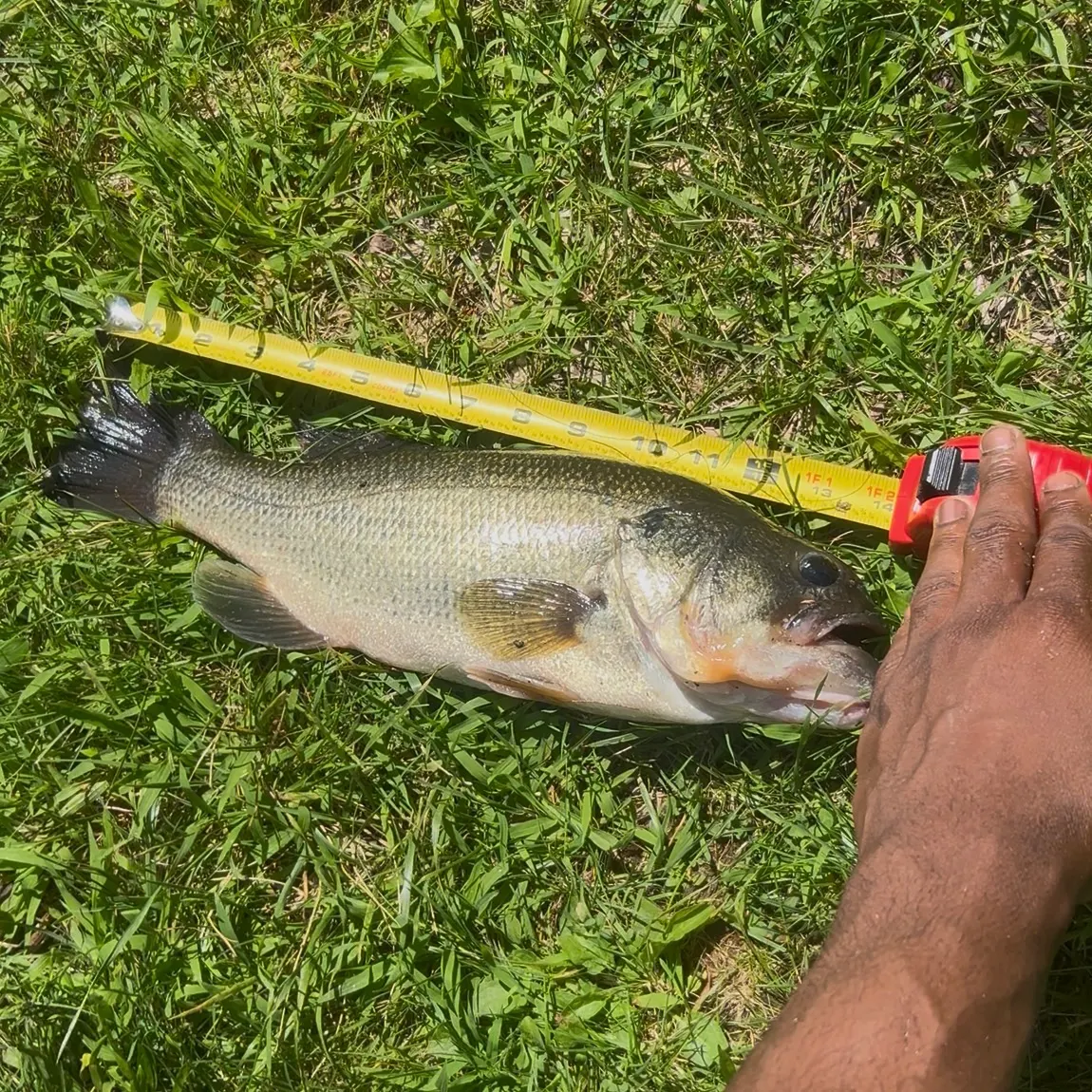 Largemouth bass caught on Fishbrain