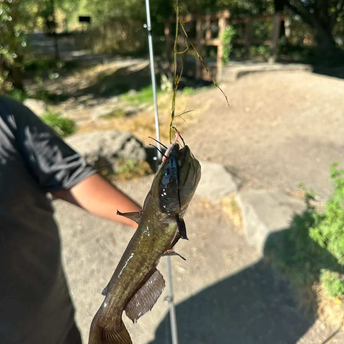 Black bullhead caught on Fishbrain