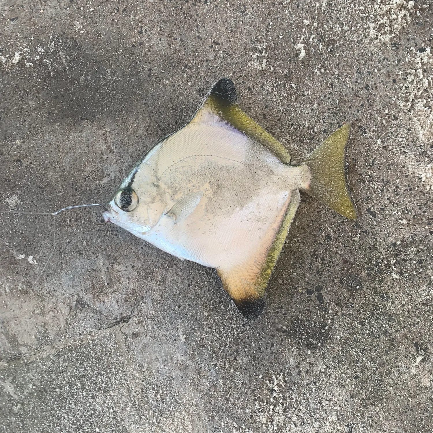 Silver moony caught on Fishbrain