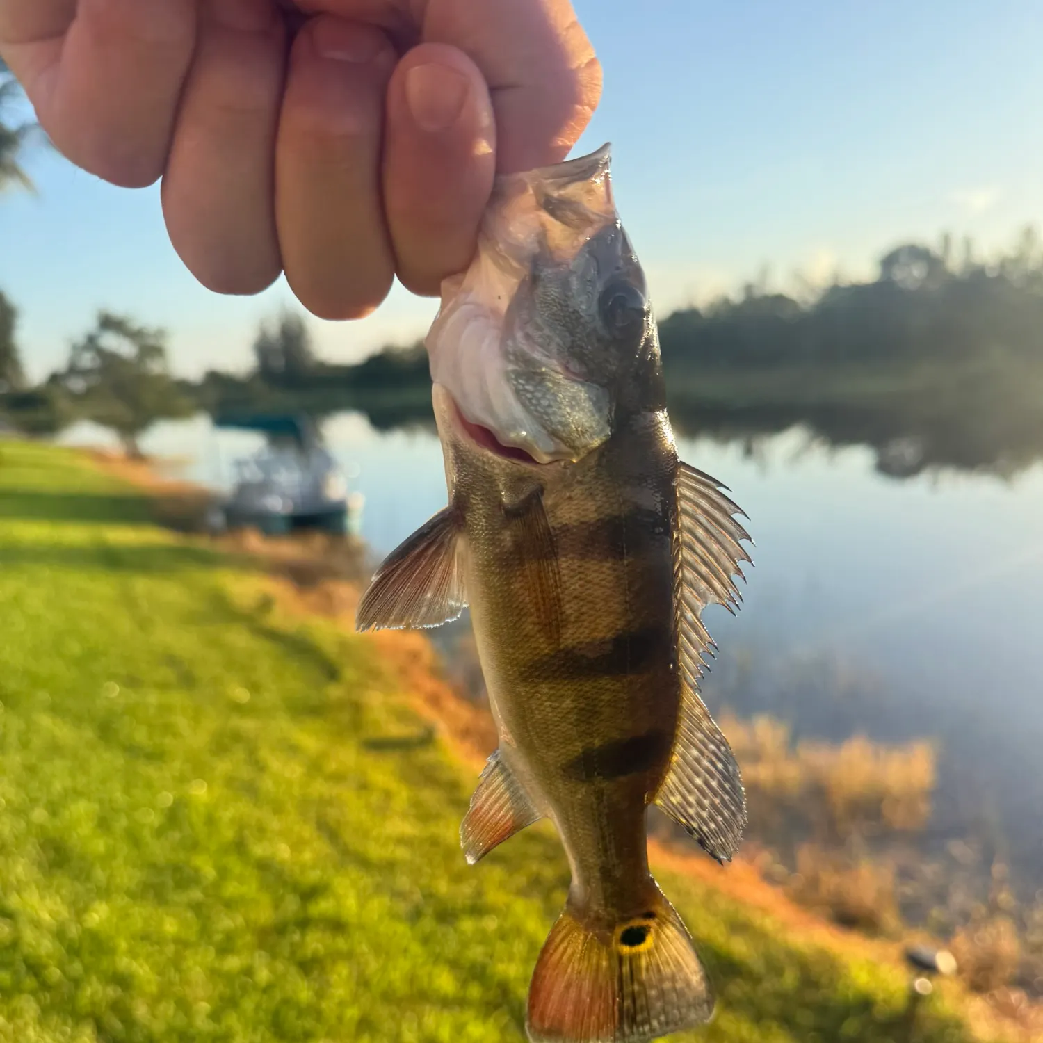 Butterfly peacock bass caught on Fishbrain