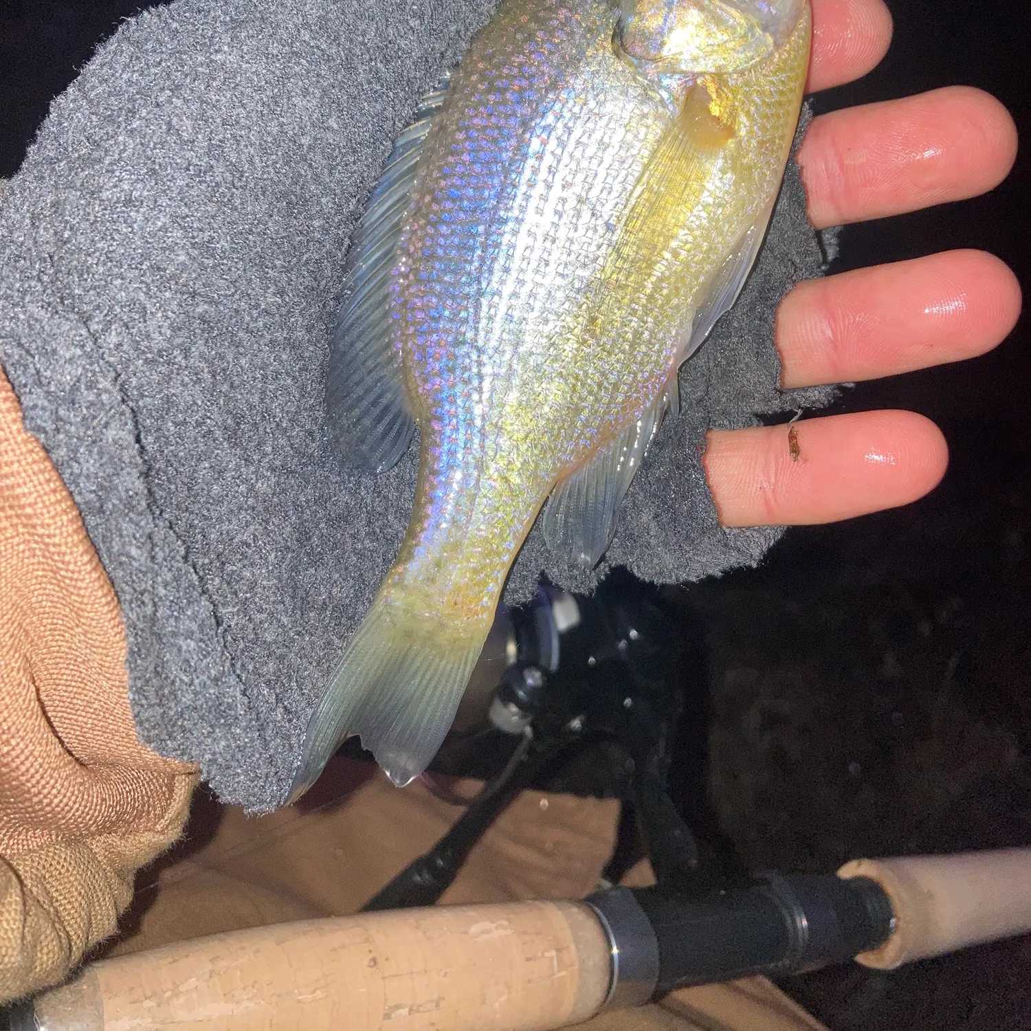 The most recent Bluegill catches on Fishbrain