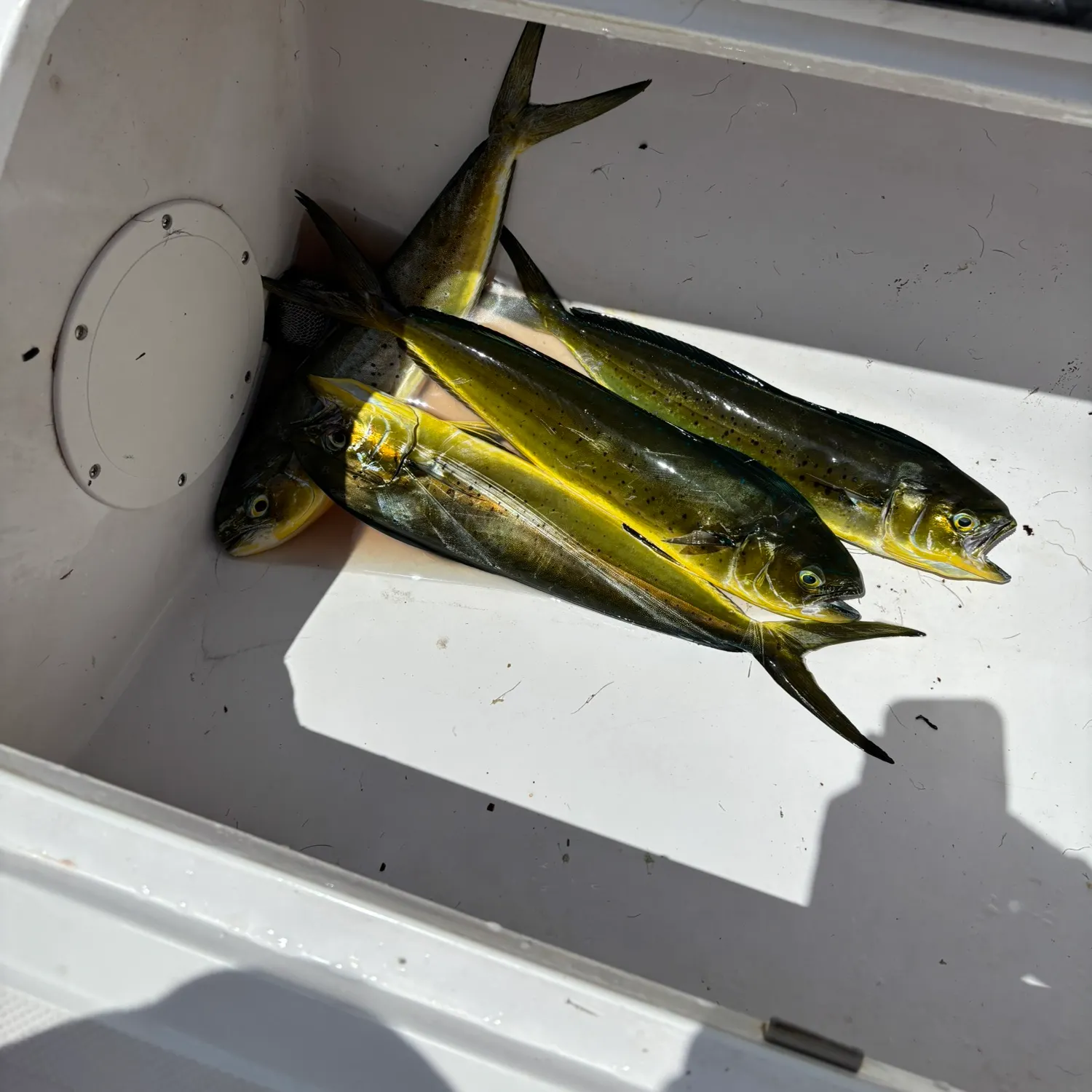 Common dolphinfish caught on Fishbrain