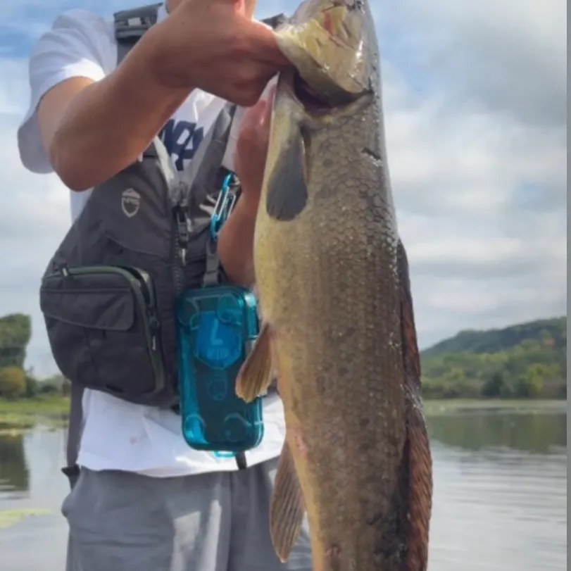 Eyetail bowfin caught on Fishbrain