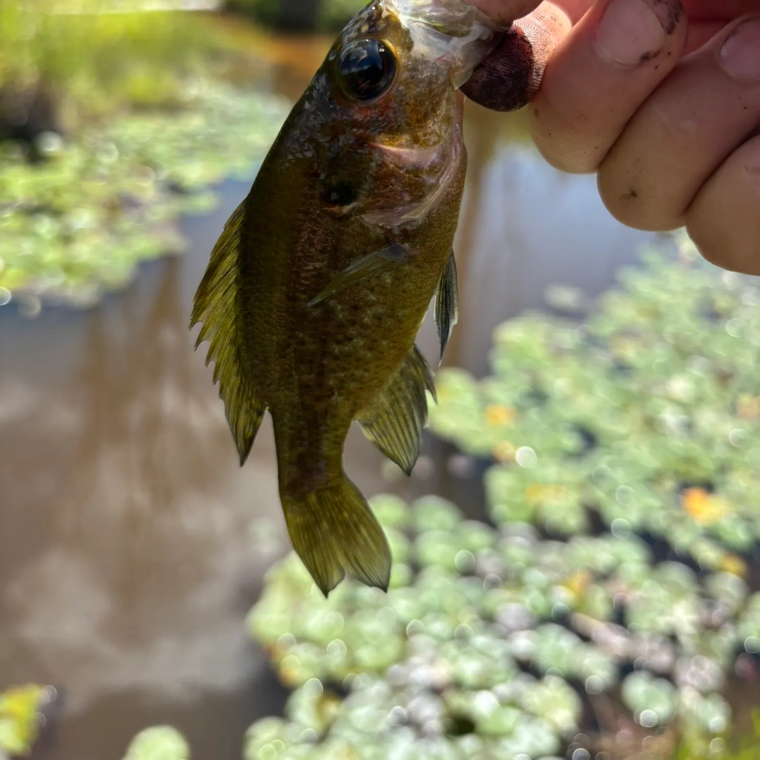 The most recent Wargill hybrid catches on Fishbrain