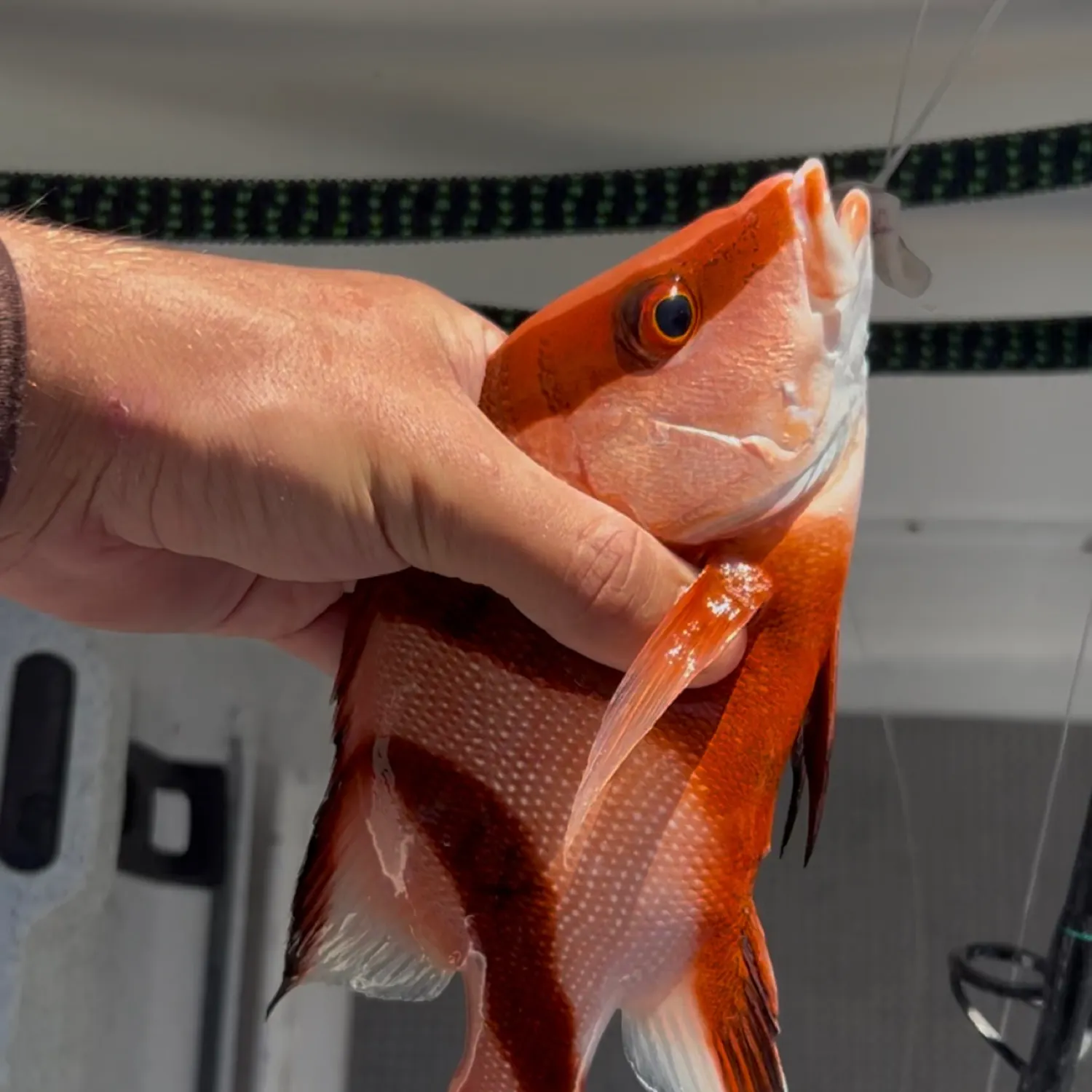 The most popular recent Emperor red snapper catch on Fishbrain