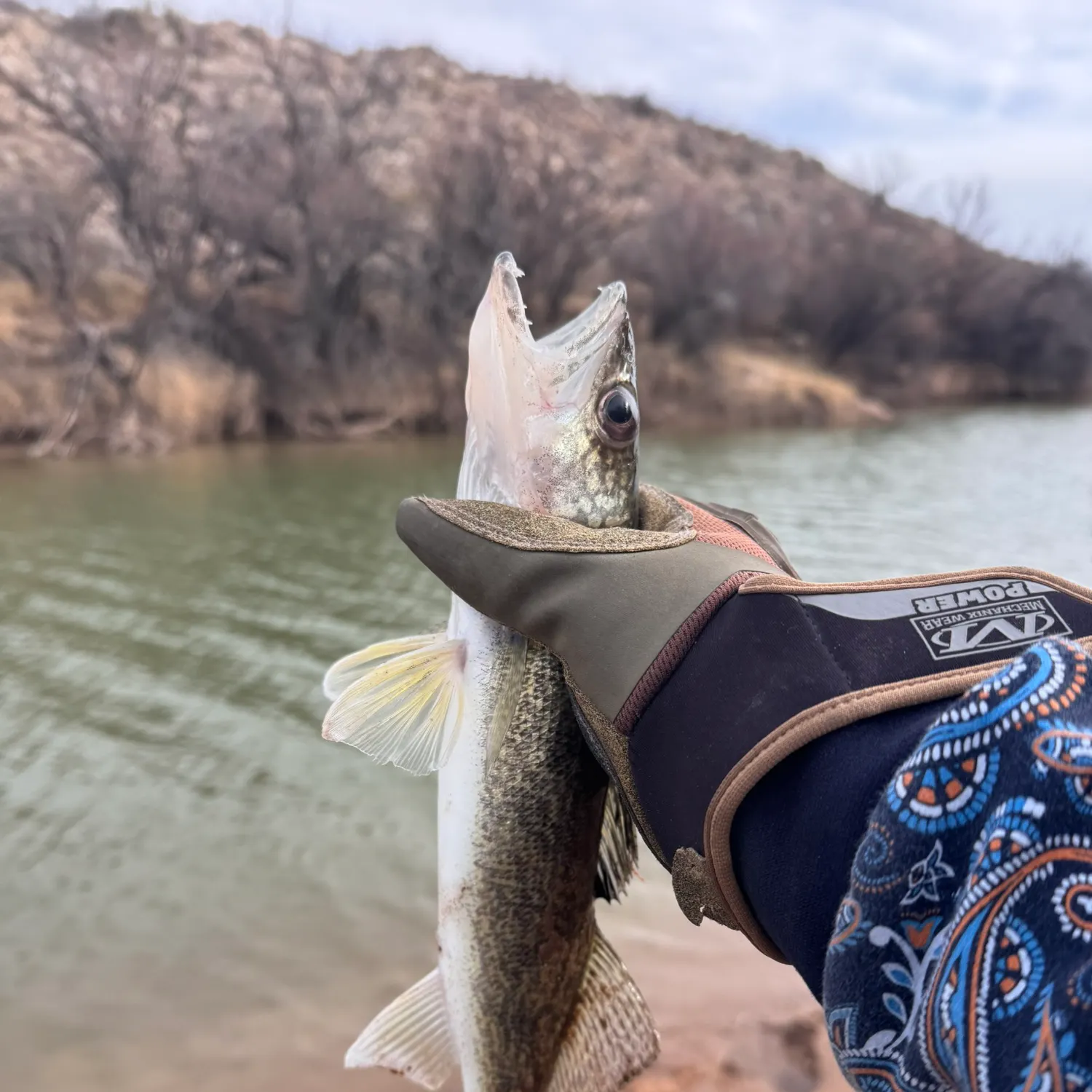 The most recent Walleye catches on Fishbrain
