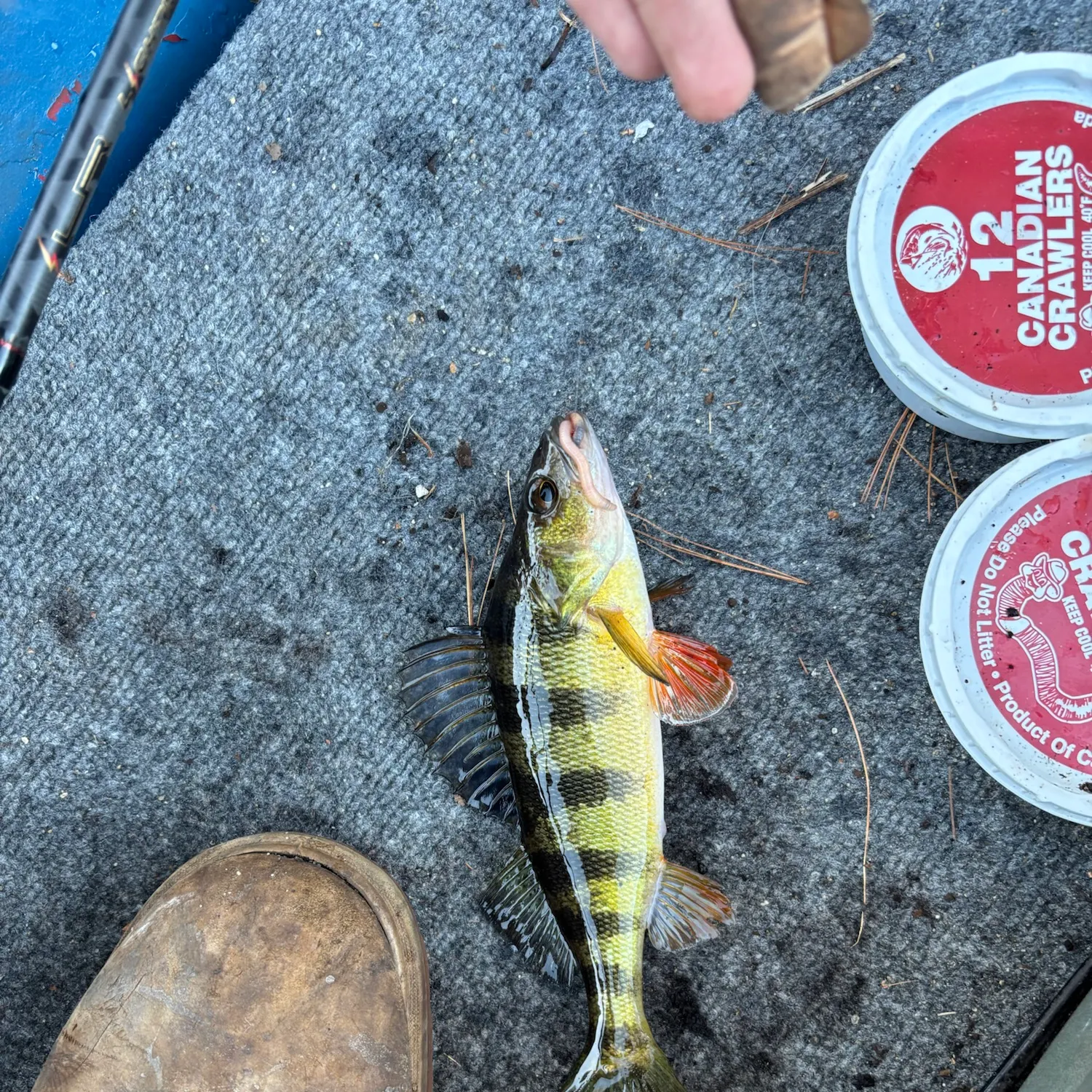Yellow perch caught on Fishbrain