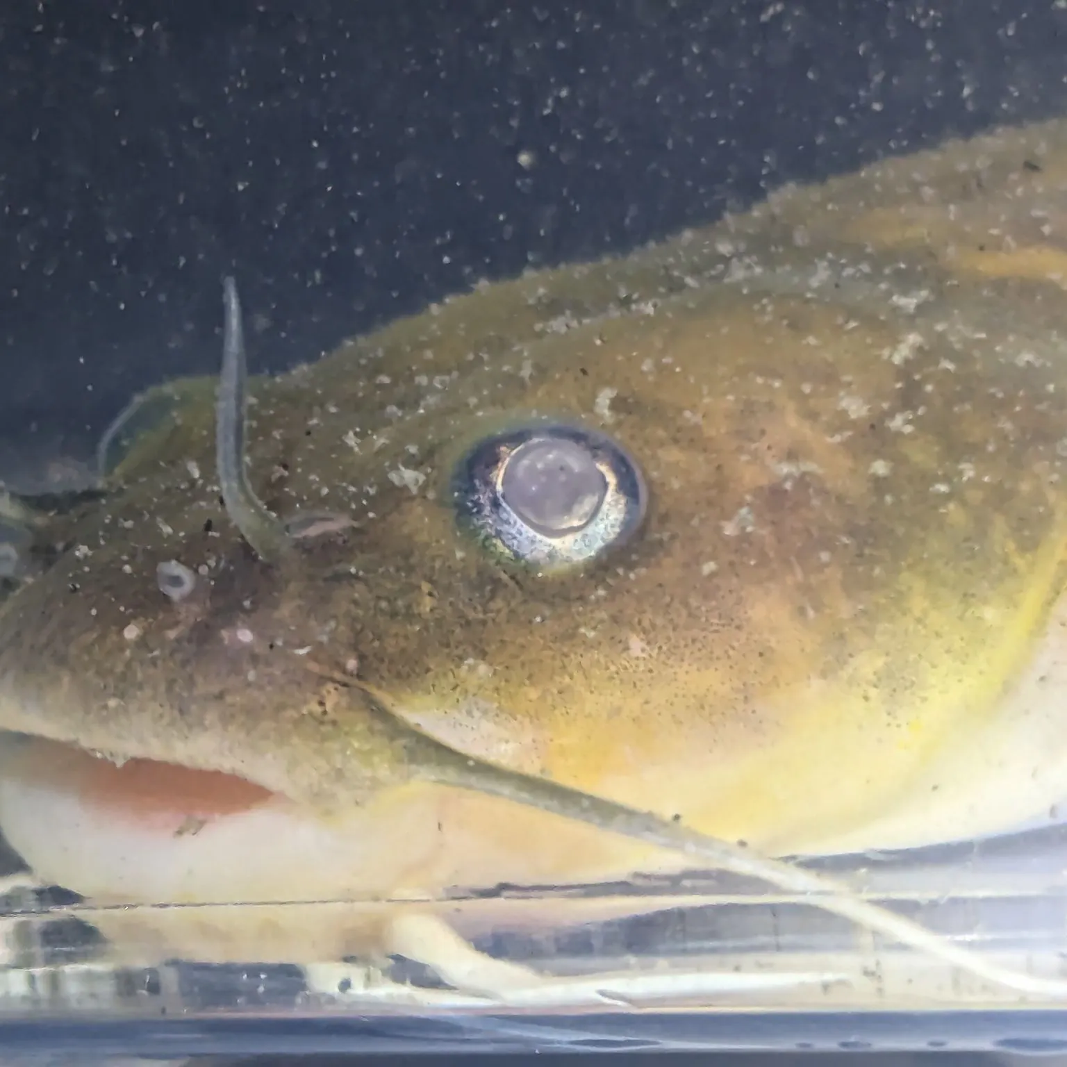 The most recent Stonecat catches on Fishbrain