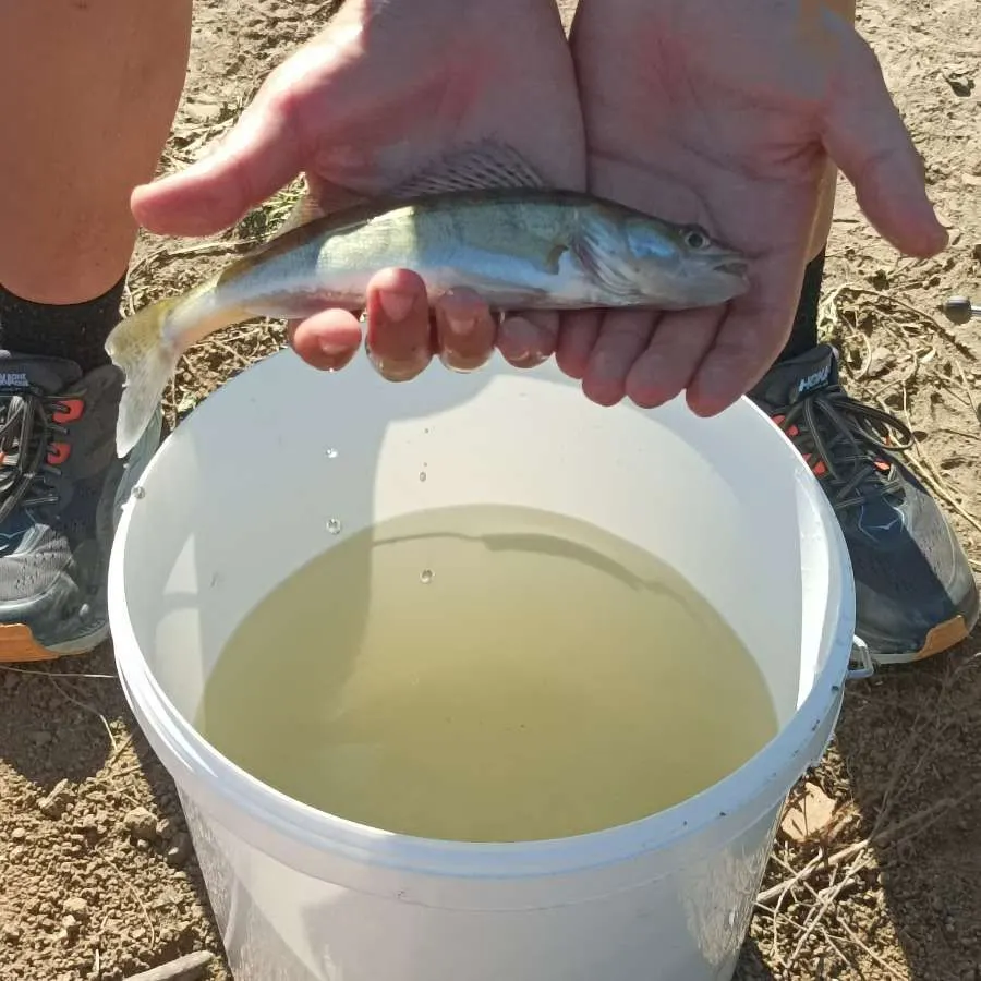 Zander caught on Fishbrain
